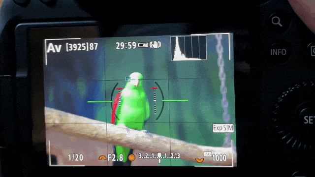 鸟眼识别自动对焦