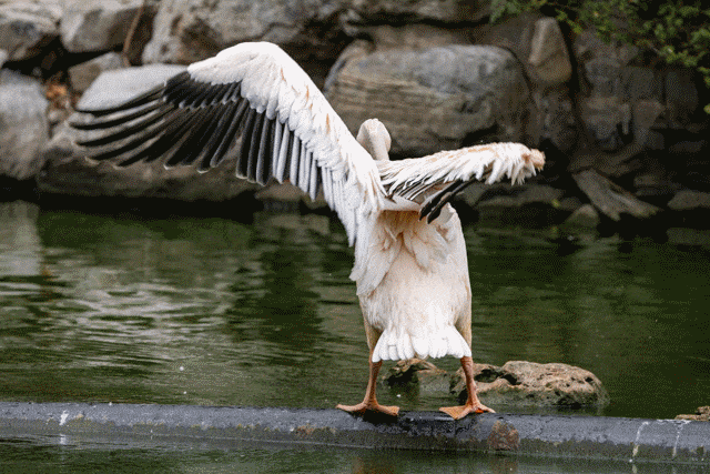 EOS R6 Mark II 连拍GIF