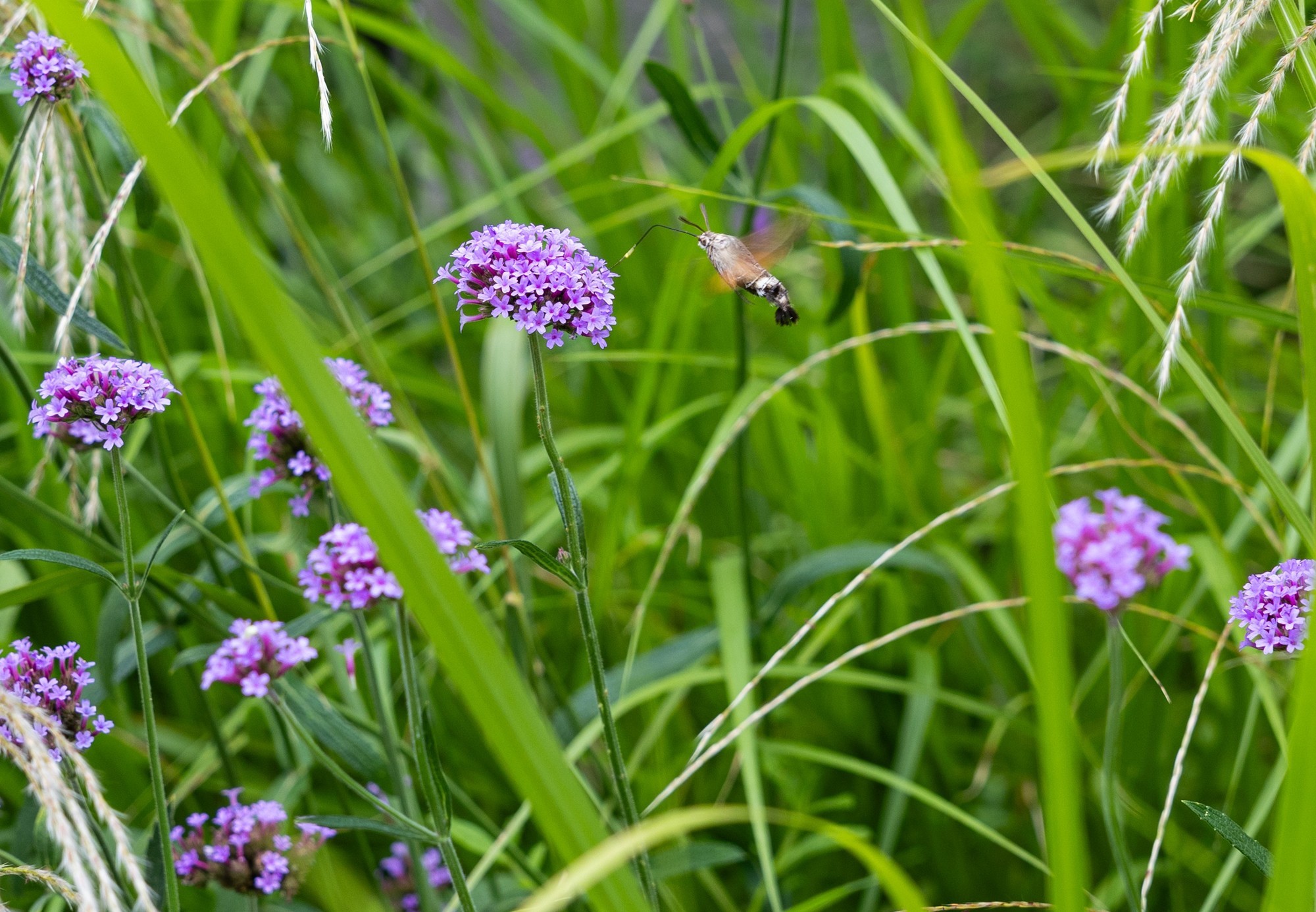 佳能 EOS R8 裁切后仍保留优秀细节的样片