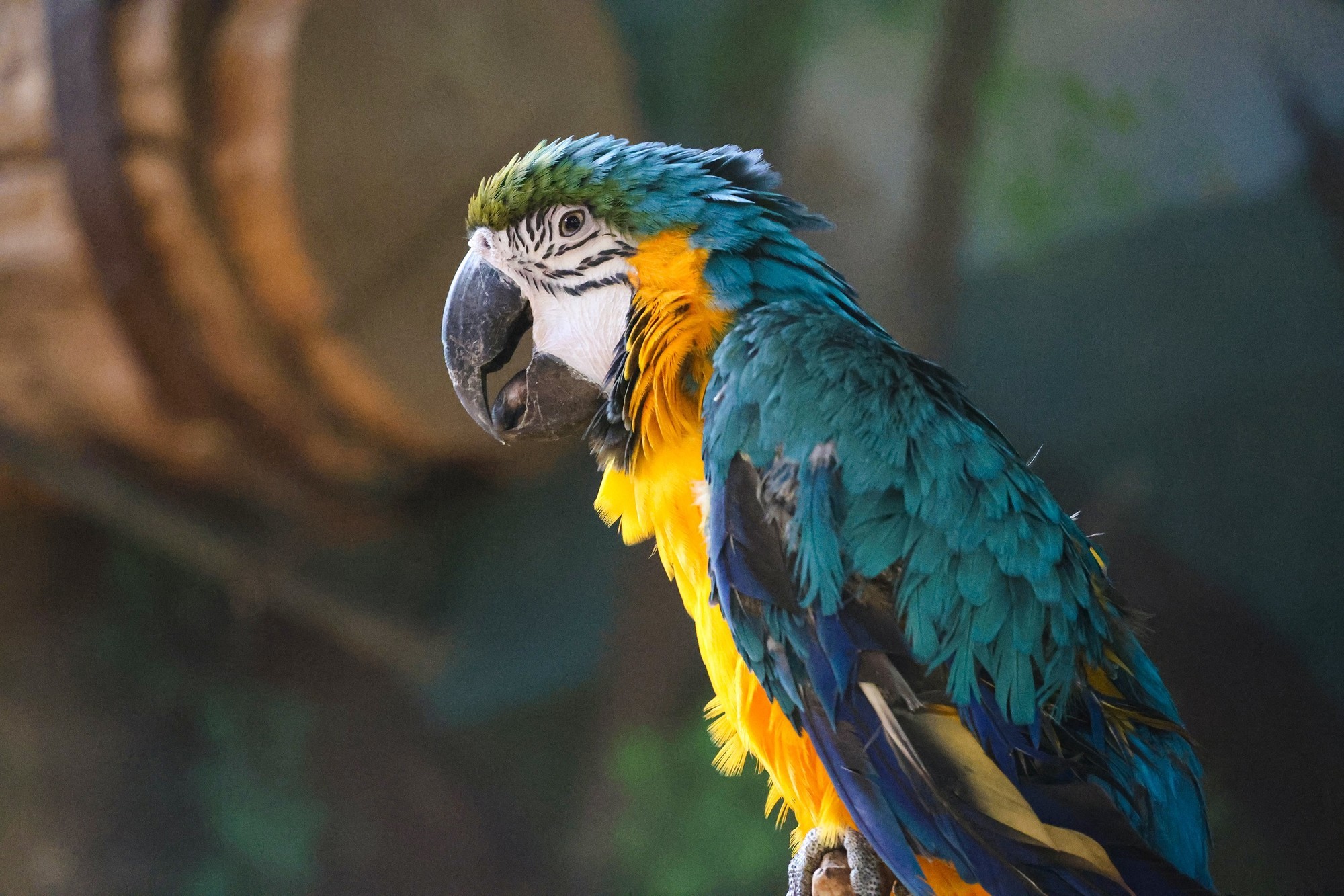 佳能 EOS R8 智能对焦识别鸟类眼睛样片