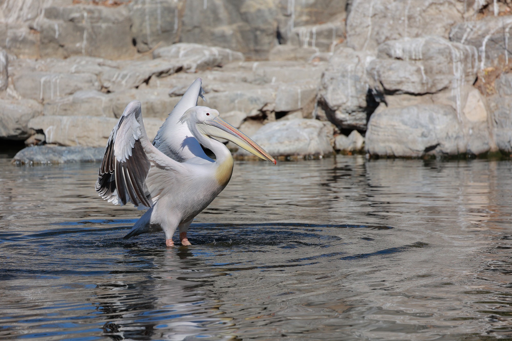 闪迪专业影视CFexpress Type B存储卡实拍