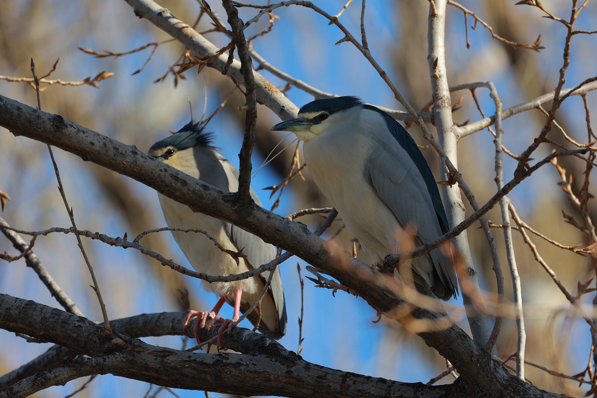 闪迪专业影视CFexpress Type B存储卡外观