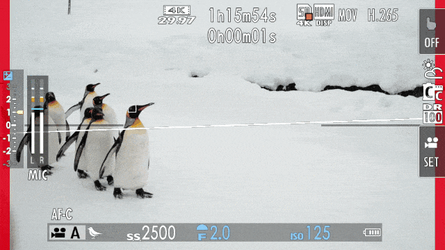 富士X100VI 动物眼部识别对焦演示