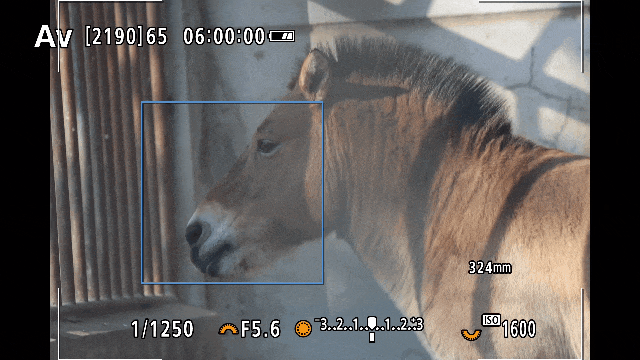 马匹识别自动对焦