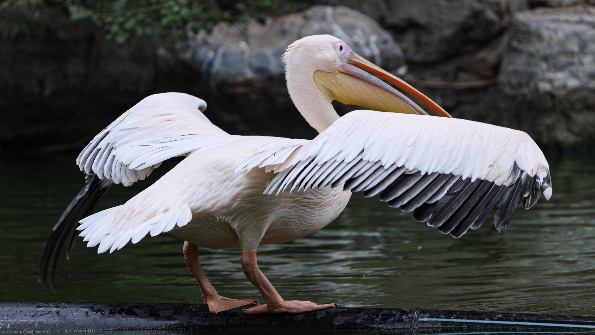 佳能EOS R8 4K视频截图展现羽毛细节