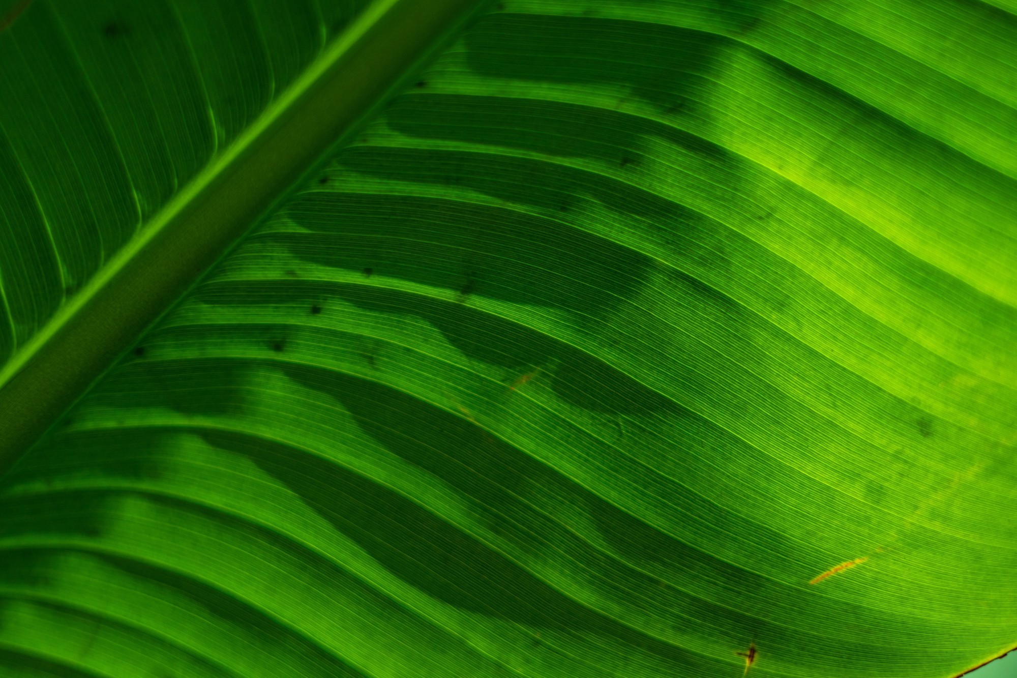 兼顾轻便与性能 佳能EOS R50拍摄体验