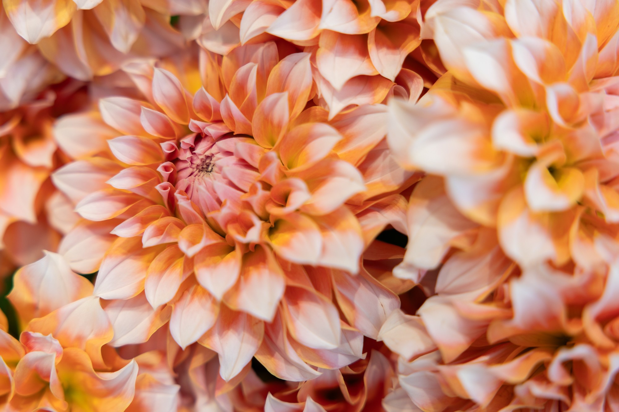 EOS R6 Mark III 样张 1