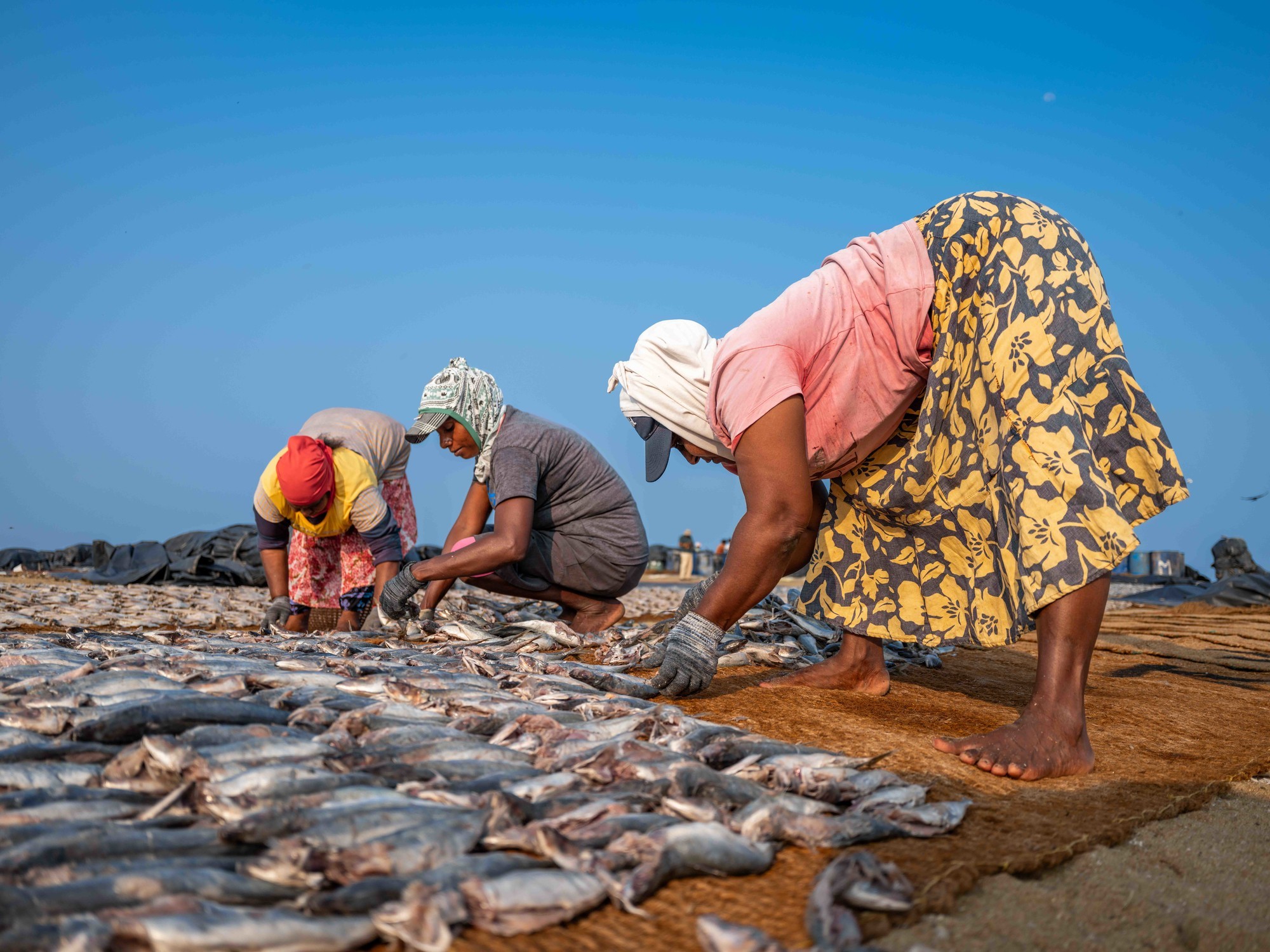 富士 GFX100RF 斯里兰卡行摄实录