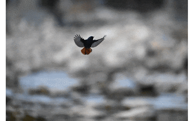 尼康 Z9 每秒 120fps 连拍