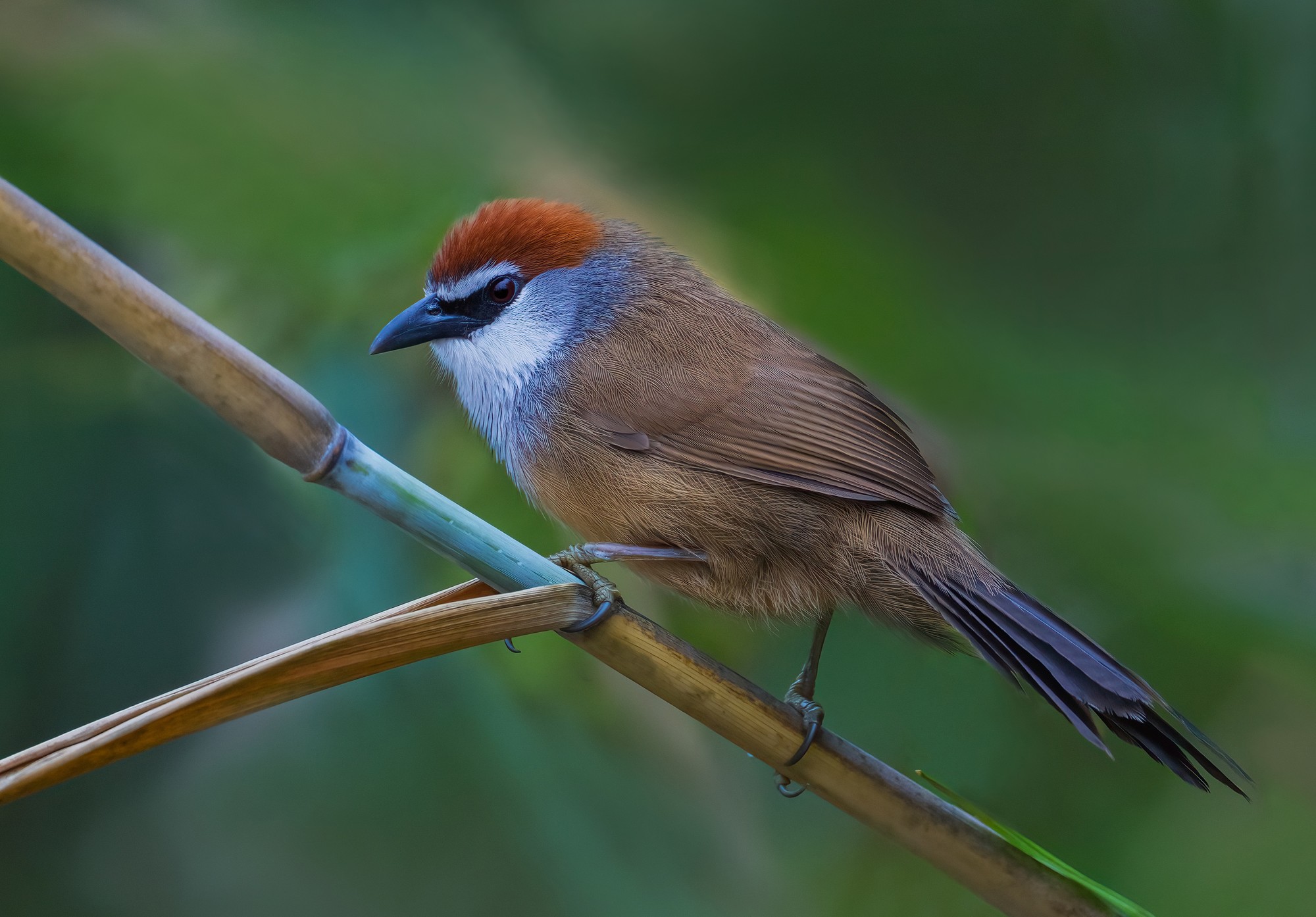 红顶鹛，600mm, ISO 1800, 1/320s, f/6.3