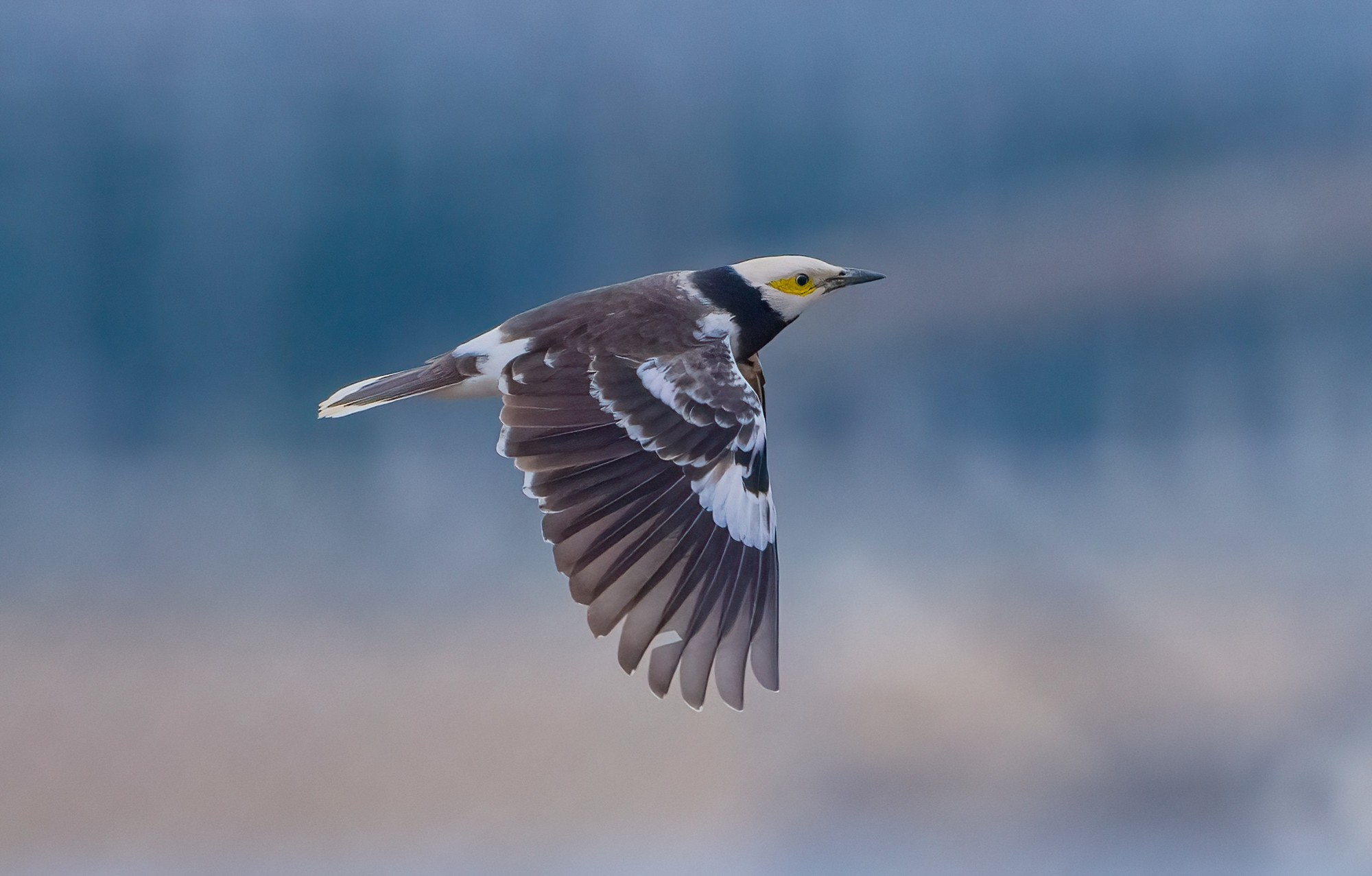 黑领椋鸟，600mm, ISO 1600, 1/2500s, f/6.3