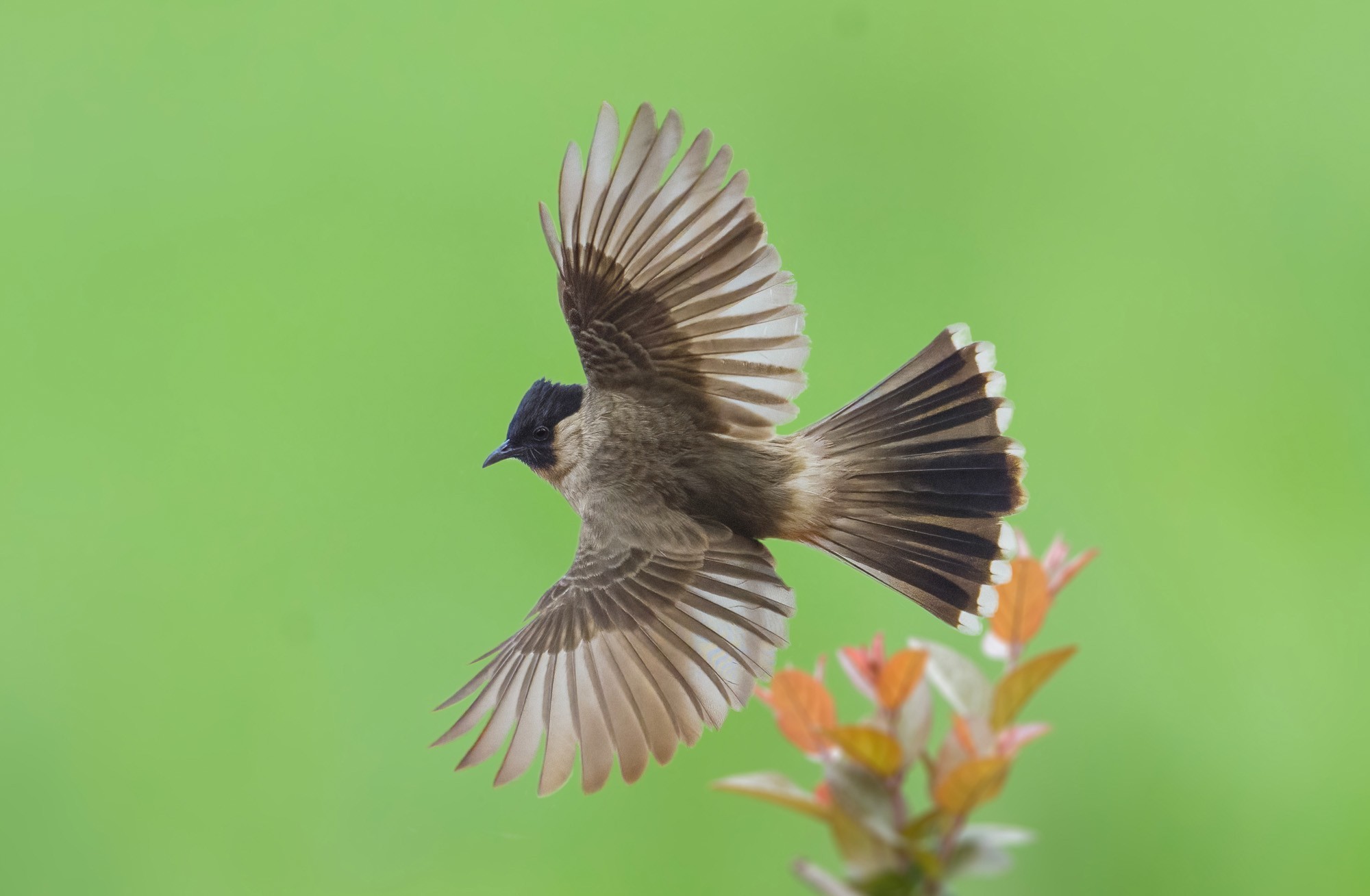 白喉红臀鹎，600mm, ISO 1600, 1/640s, f/8
