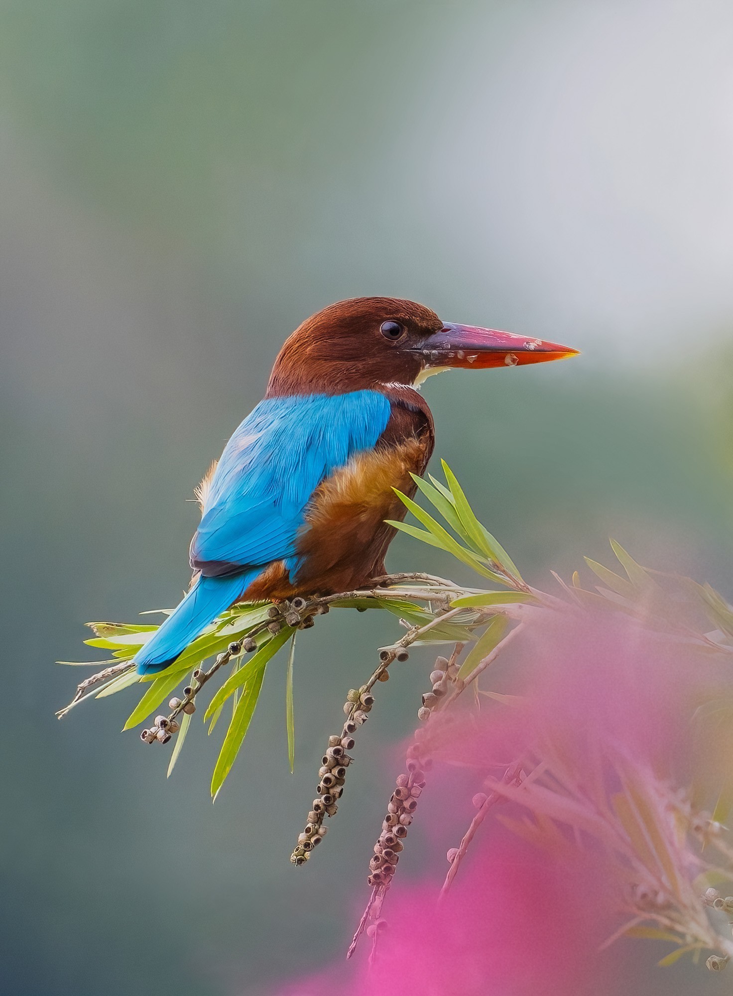 白胸翡翠，600mm, ISO 640, 1/1000s, f/6.3
