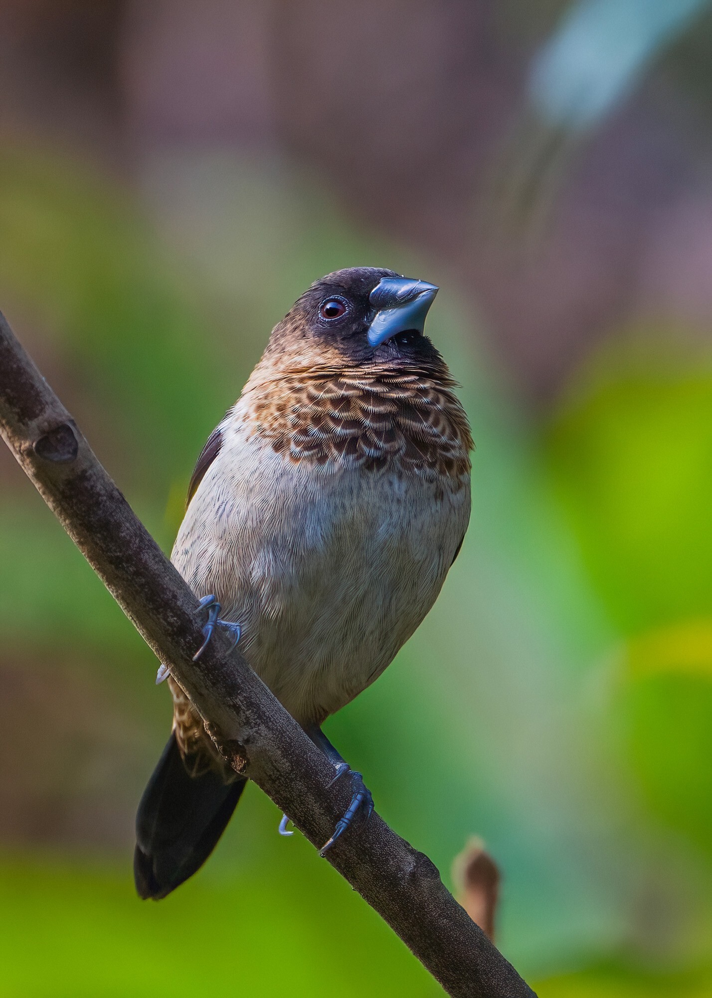 白腰文鸟，600mm, ISO 1250, 1/640s, f/6.3