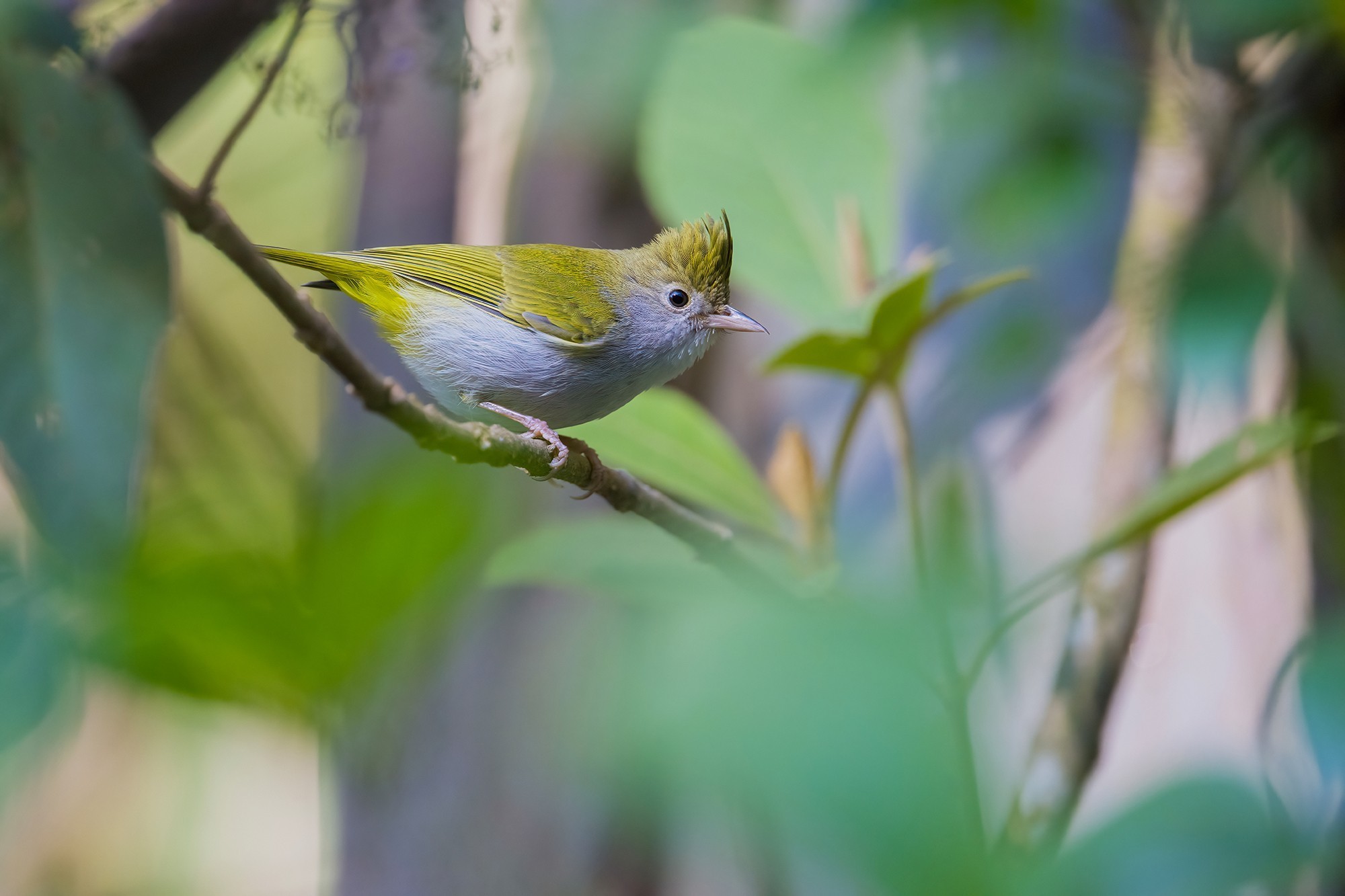 白腹凤鹛，600mm, ISO 2200, 1/640s, f/6.3