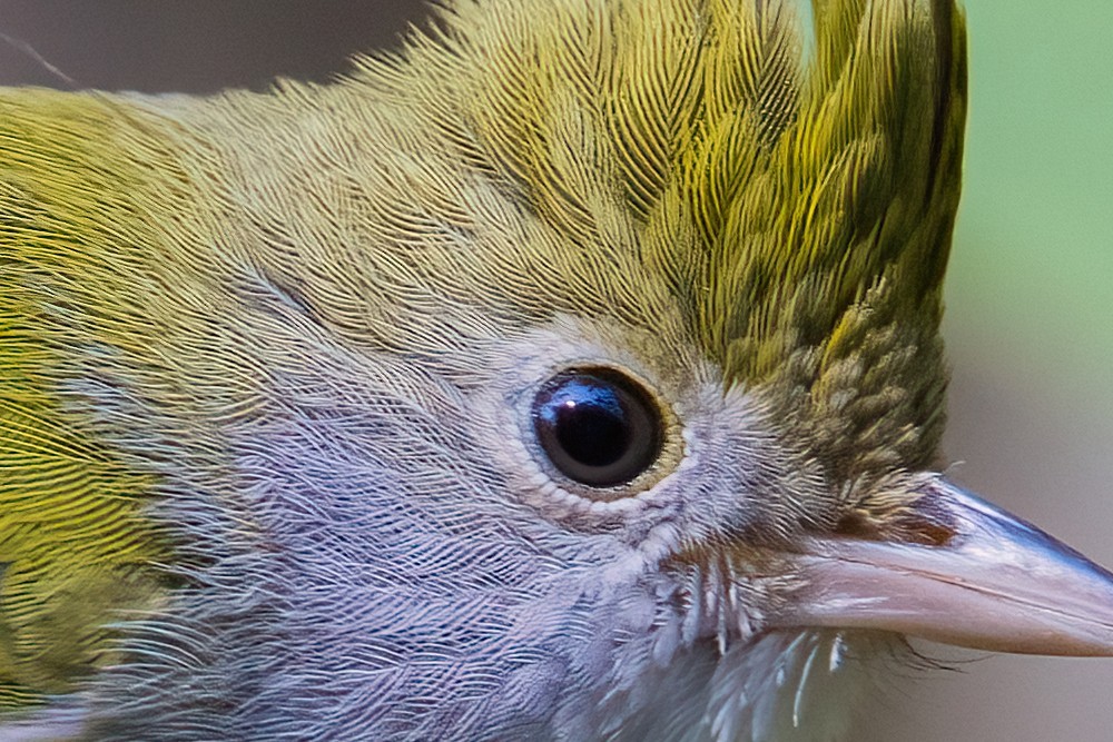 100% 放大查看白腹凤鹛细节