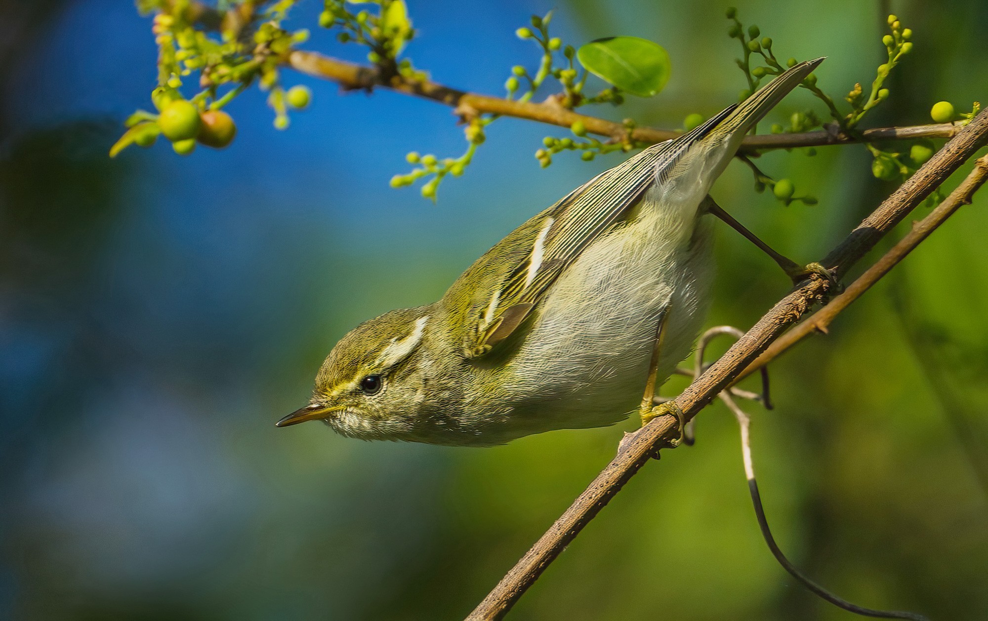 600mm焦段下的黄眉柳莺