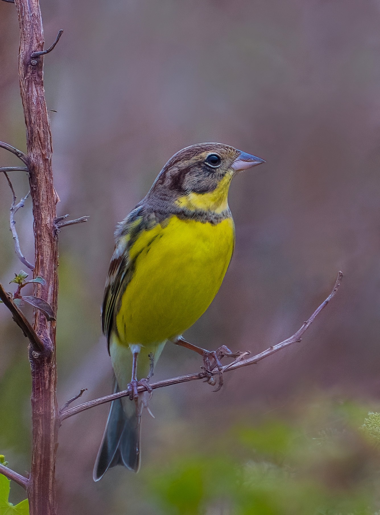 600mm焦段下的黄胸鹀