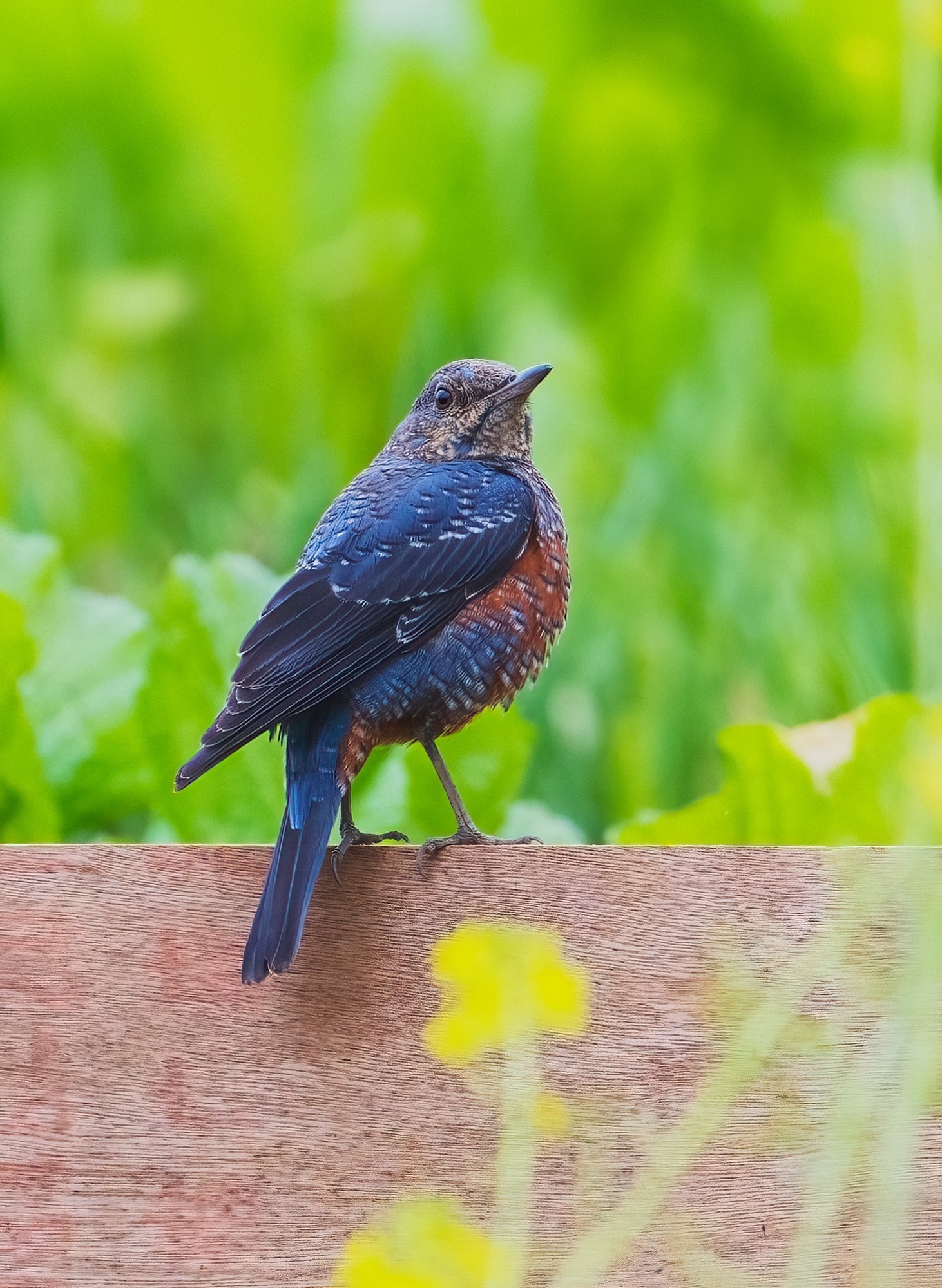 600mm焦段下的蓝矶鸫