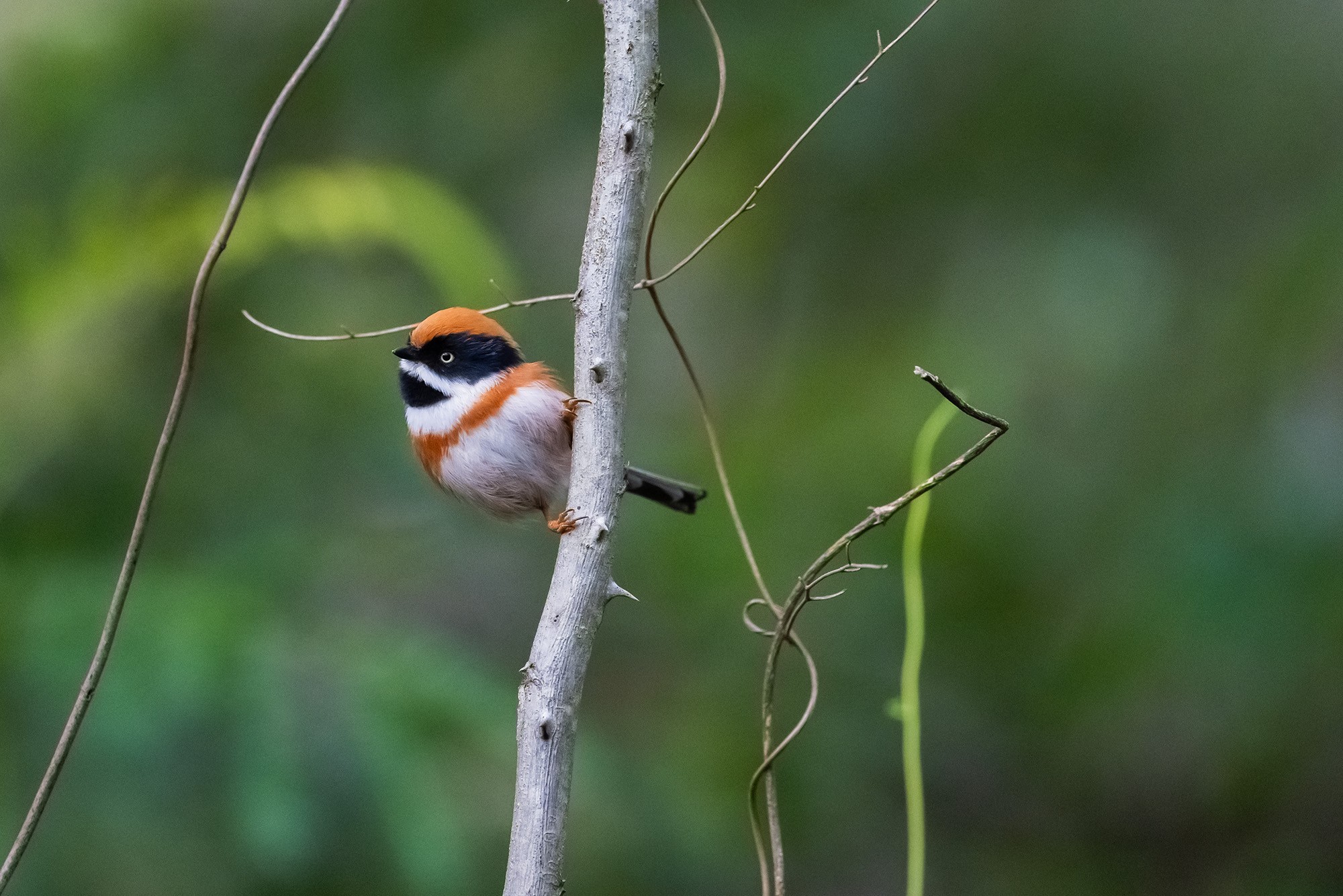 红头长尾山雀，600mm, ISO 5000, 1/3200s, f/6.3