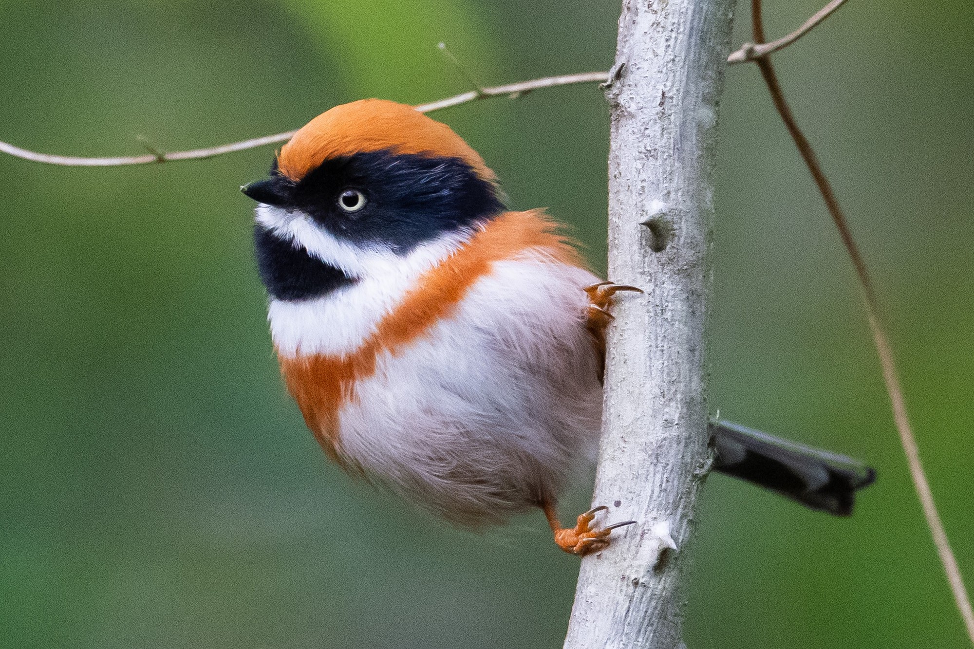 100% 放大查看高感画质细节