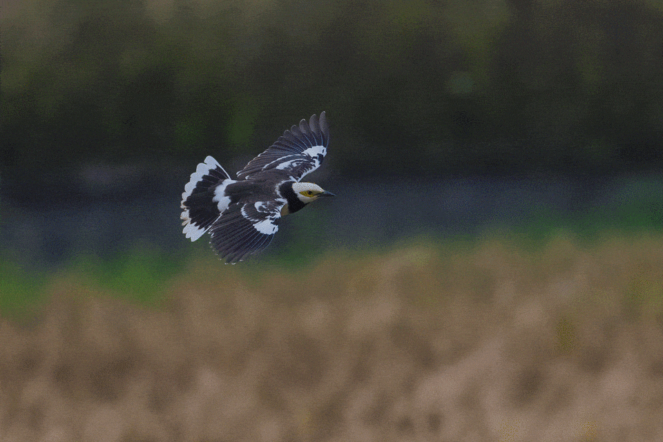 尼康Z9高速连拍制作的GIF动图