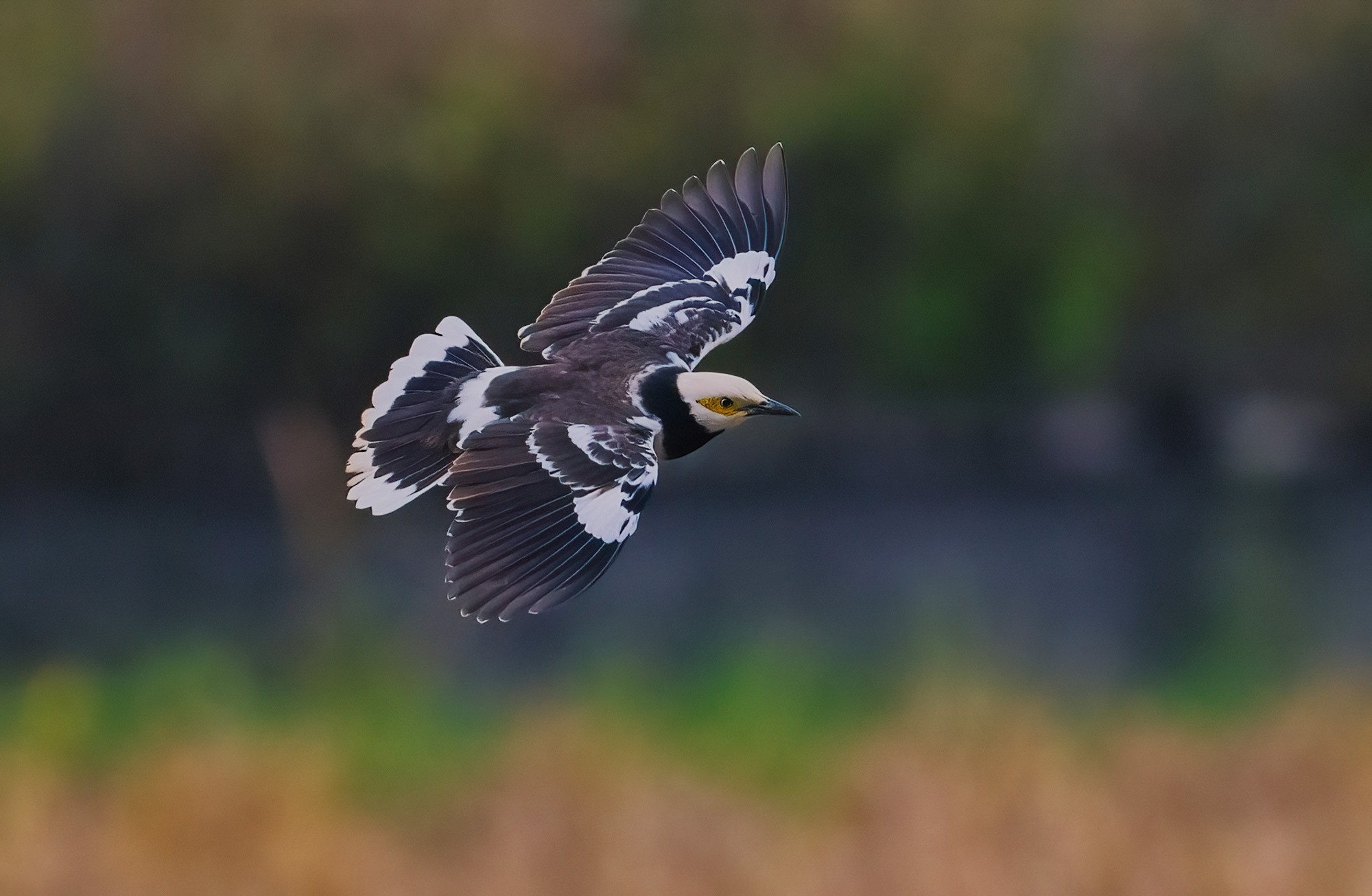 尼康Z9高速连拍细节展示