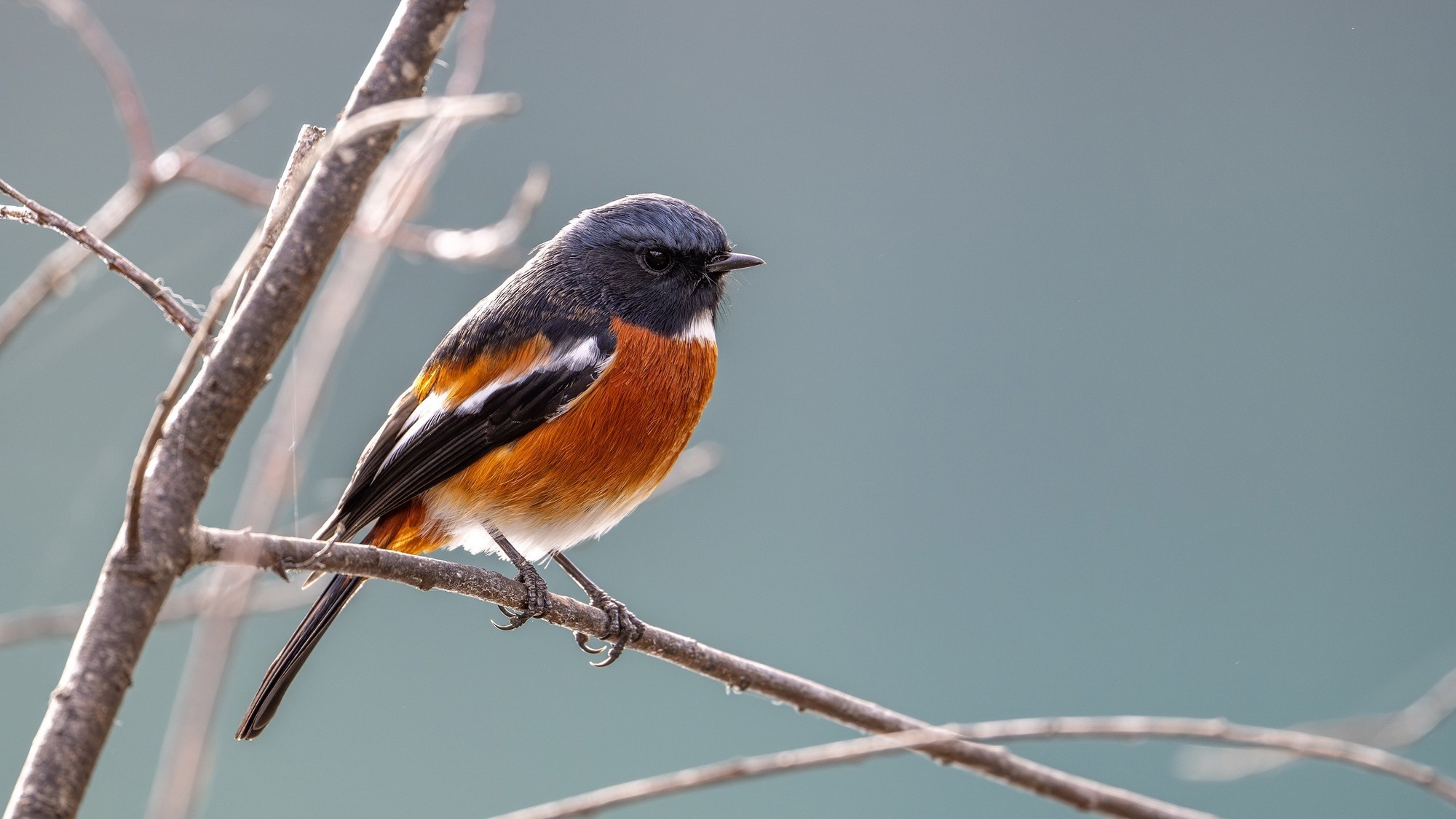 白喉红尾鸲 焦距 600mm 光圈 F6.3 ISO 720 曝光时间1/320s