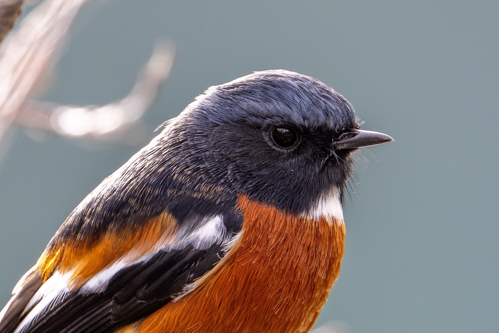 经过放大裁切后依旧有着相当出色的画面细节