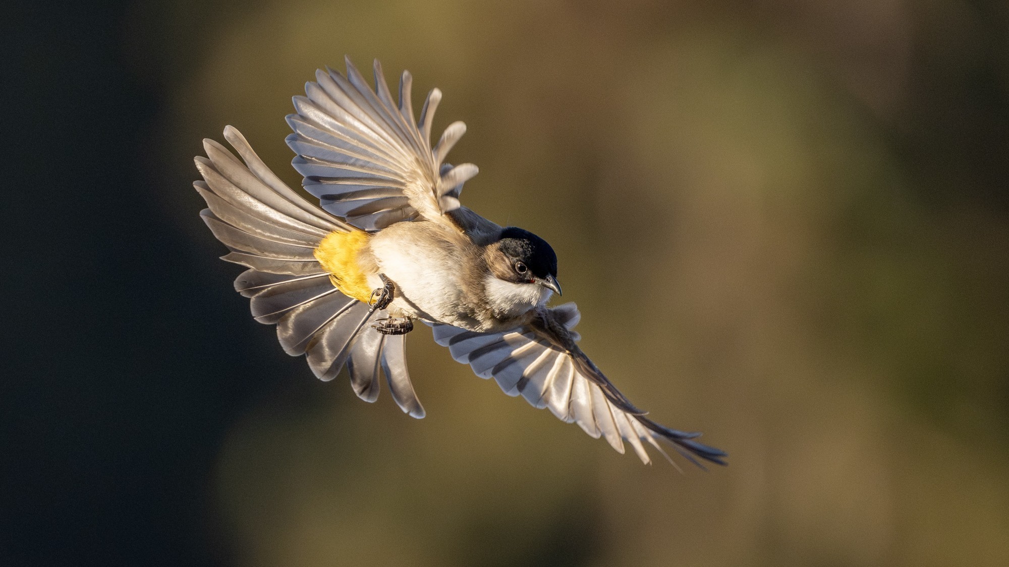黄臀鹎 焦距 600mm 光圈 F6.3 ISO 3200 曝光时间1/2500s