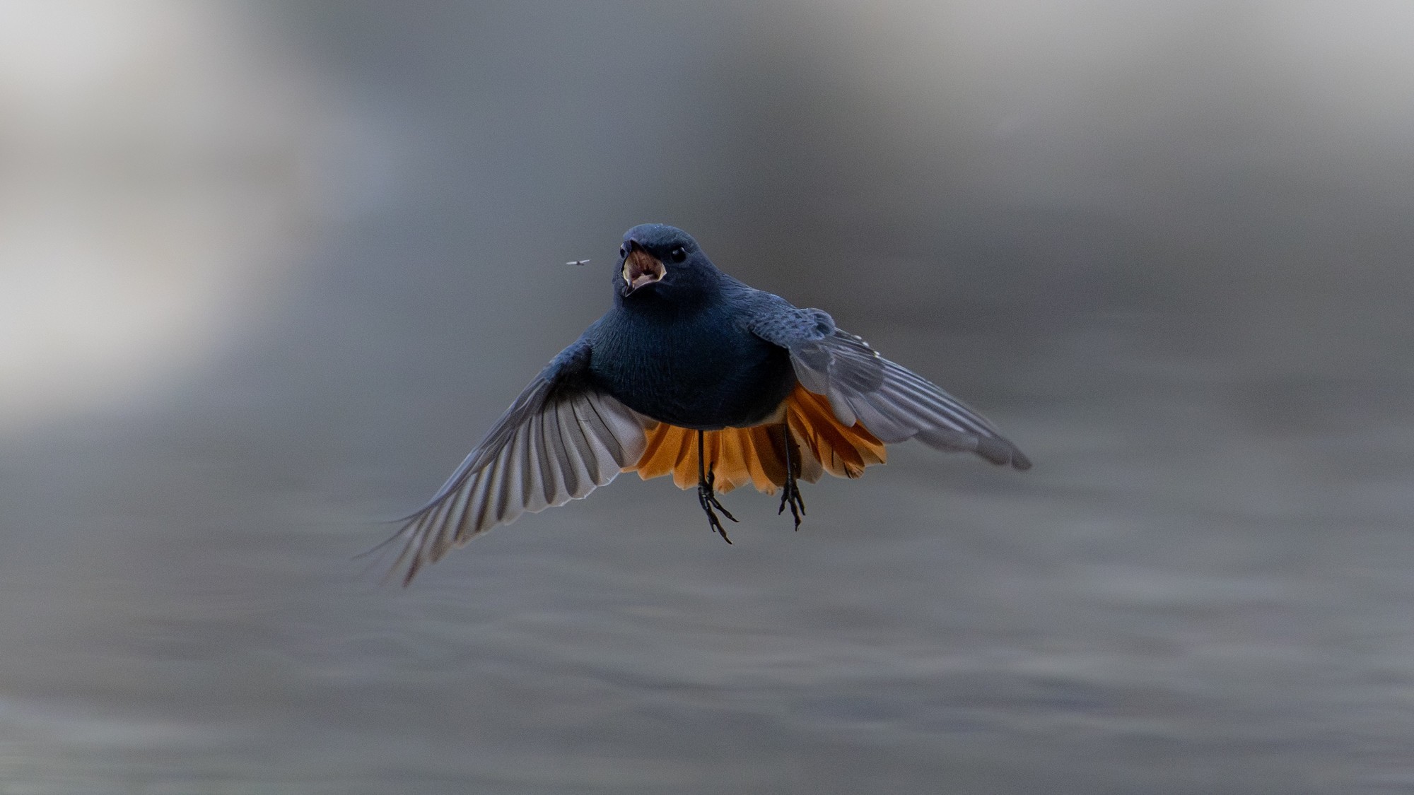 红尾水鸲 焦距 600mm 光圈 F6.3 ISO 10000 曝光时间1/2500s