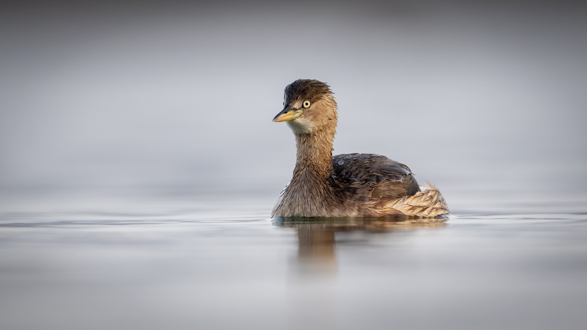小? 焦距 600mm 光圈 F6.3 ISO 1250 曝光时间1/200s