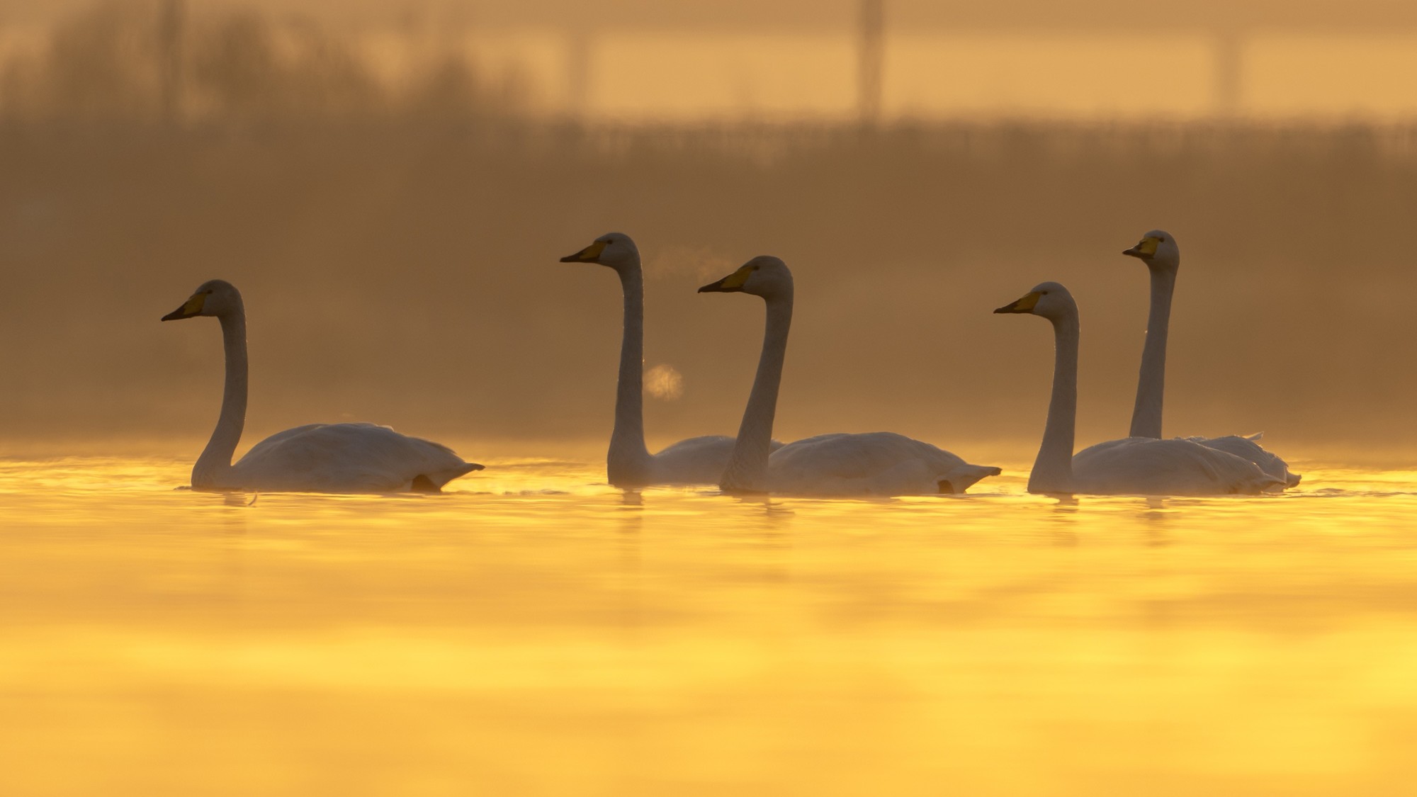 大天鹅 尼康Z9+尼克尔 Z 600mm f/6.3 VR S 生态摄影体验