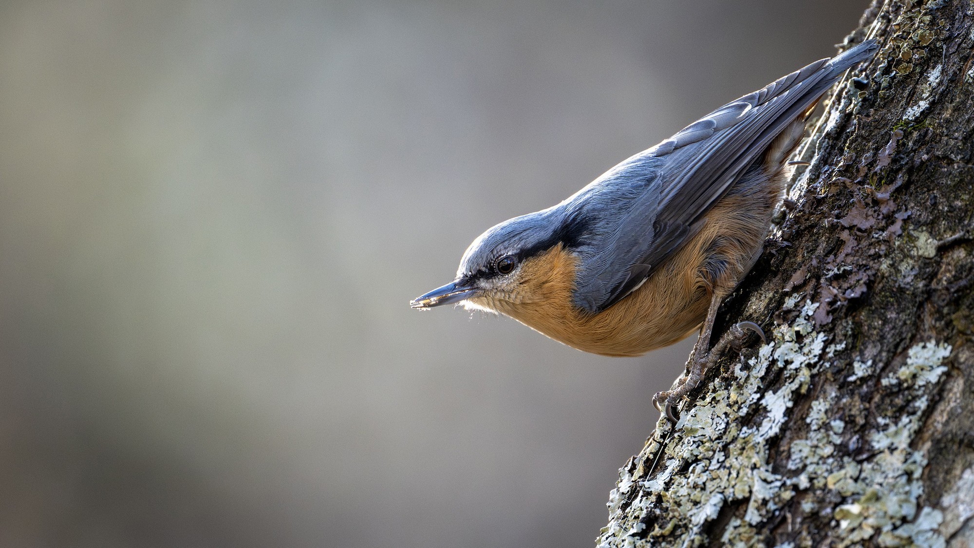 普通? 焦距 600mm 光圈 F6.3 ISO 3200 曝光时间1/250s