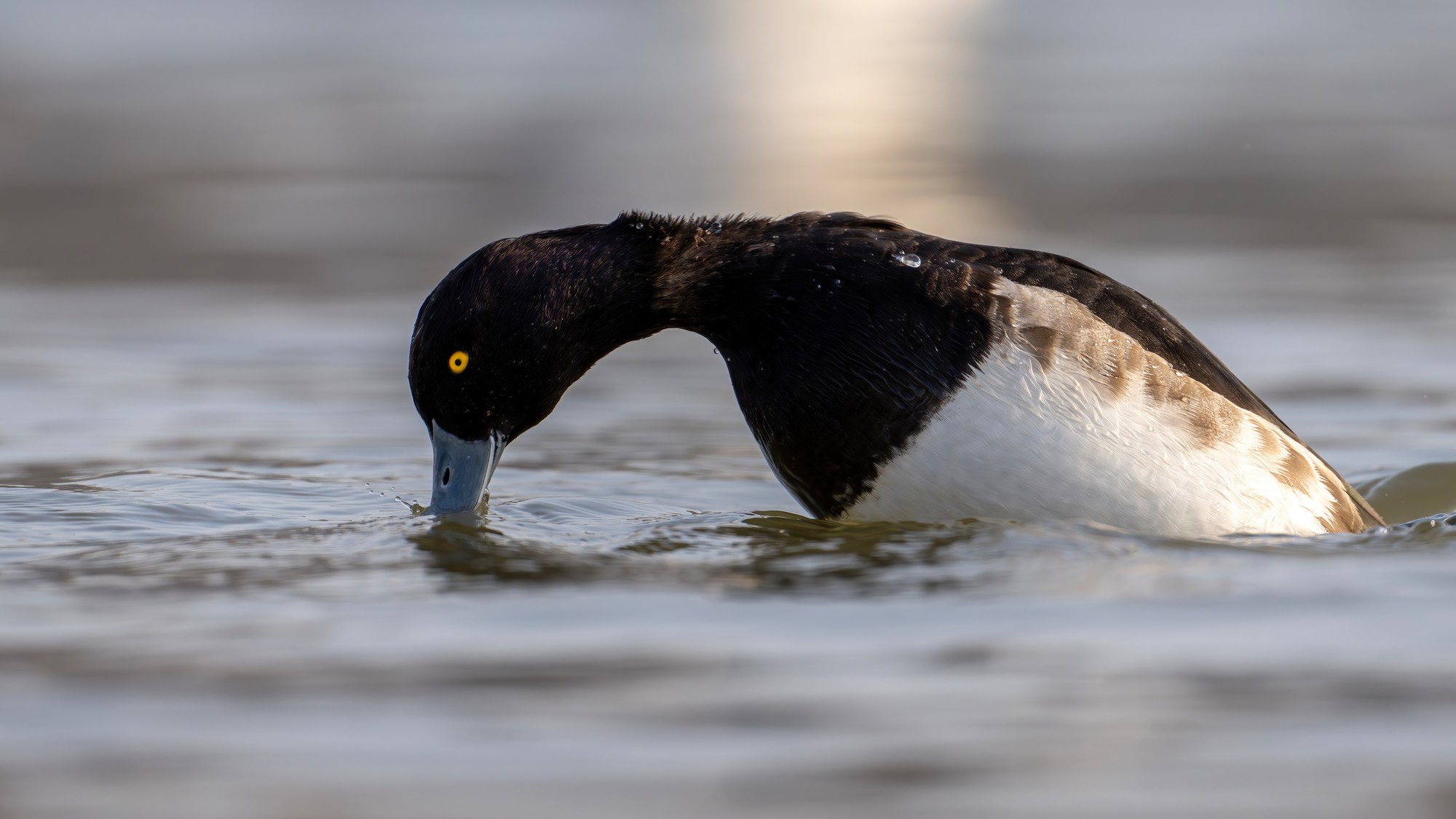 凤头潜鸭 尼康Z9+尼克尔 Z 600mm f/6.3 VR S 生态摄影体验