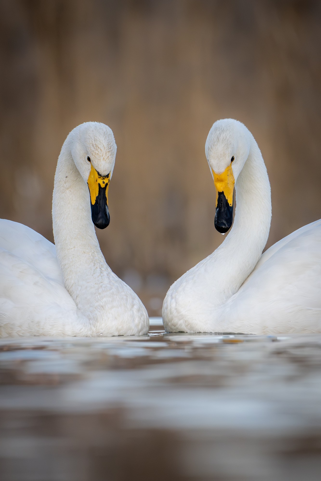 大天鹅 尼康Z9+尼克尔 Z 600mm f/6.3 VR S 生态摄影体验