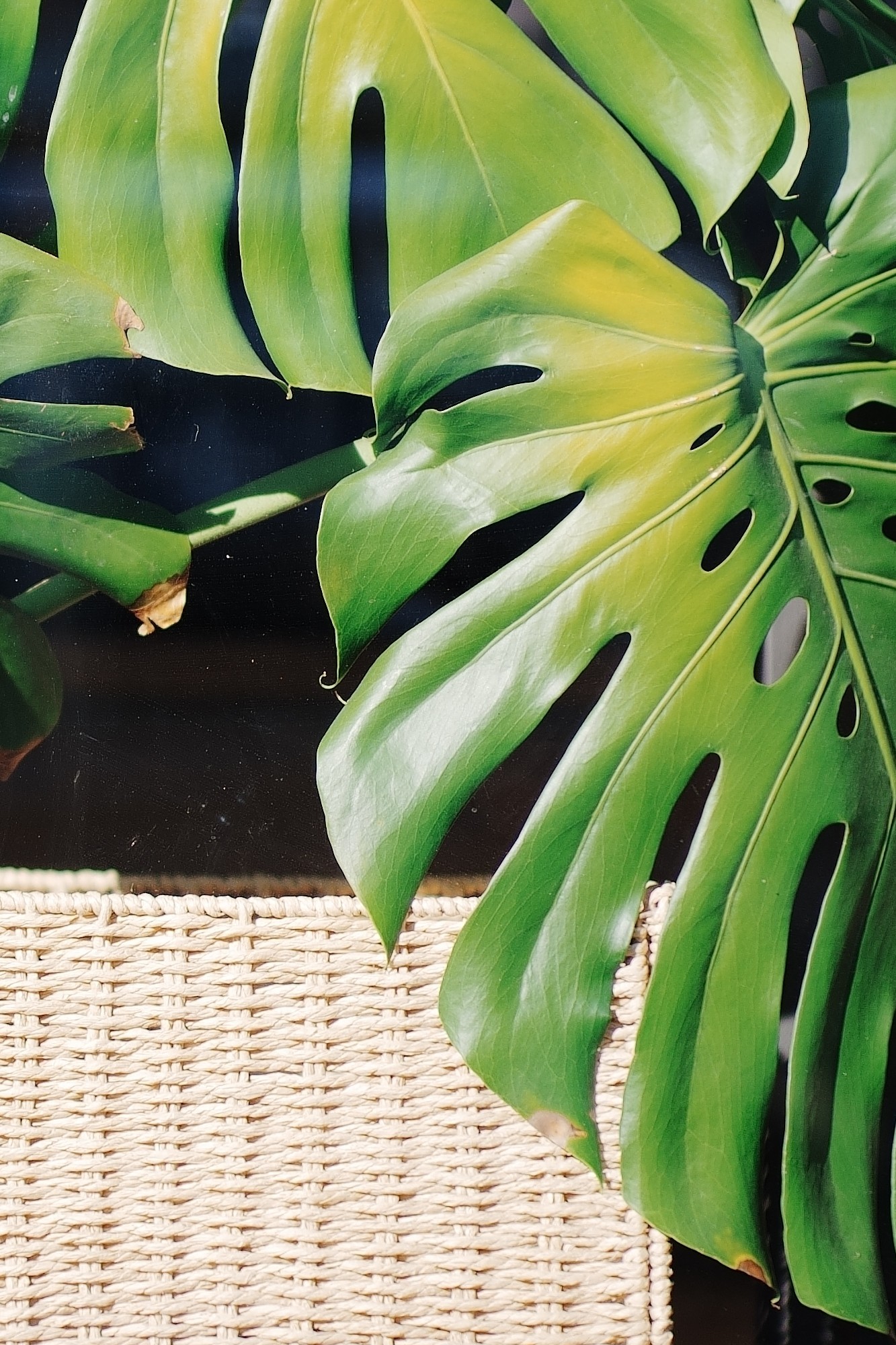 索尼 Alpha 7 V 样片（ISO 100 100%放大）