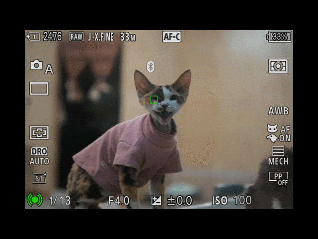 索尼Alpha 7 V 动物对焦识别测试