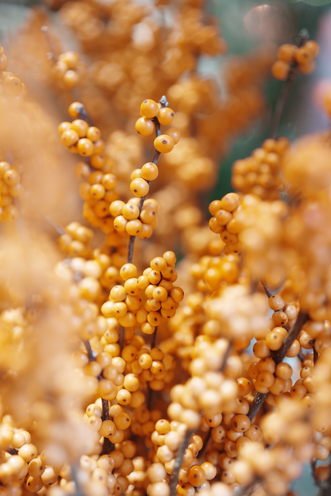 索尼Alpha 7 V 样张