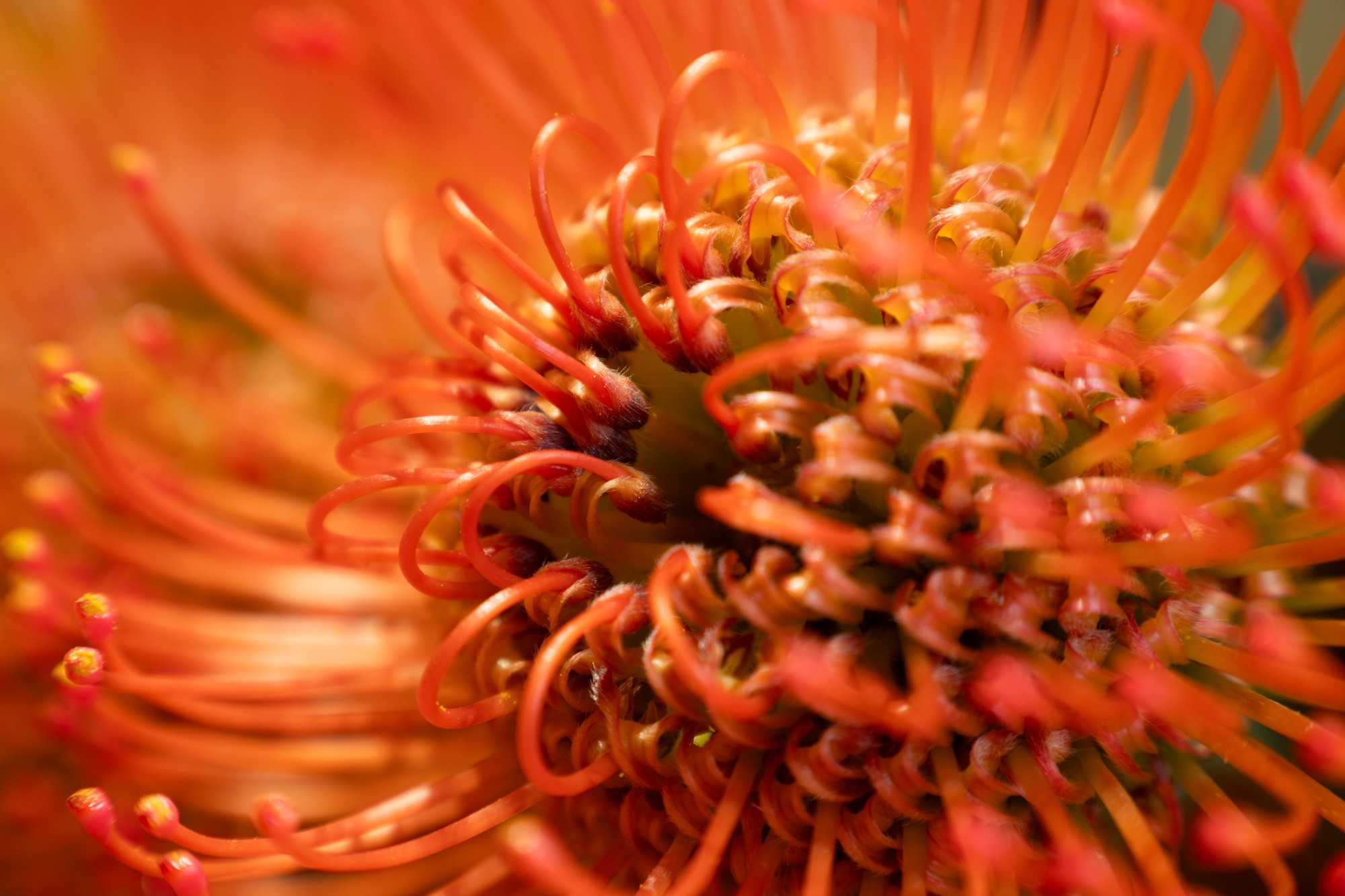 尼克尔 Z 24-105mm f/4-7.1 镜头近摄能力