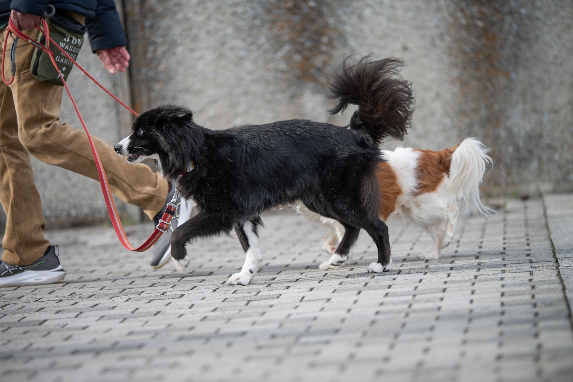 尼克尔 Z 70-200mm f/2.8 VR S II 镜头实拍样片