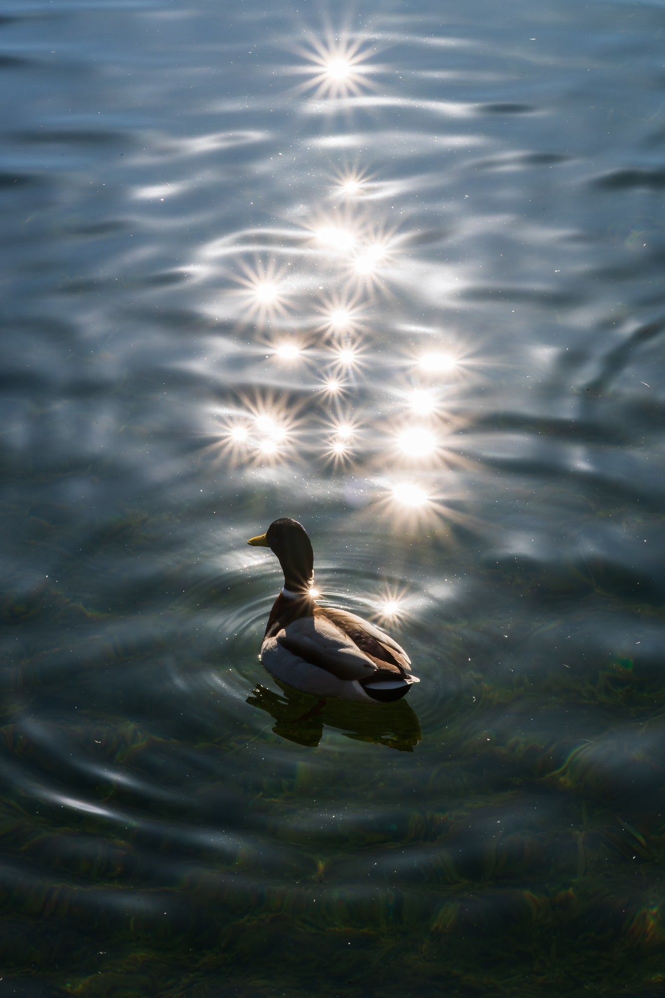 尼克尔 Z 24-105mm f/4-7.1镜头