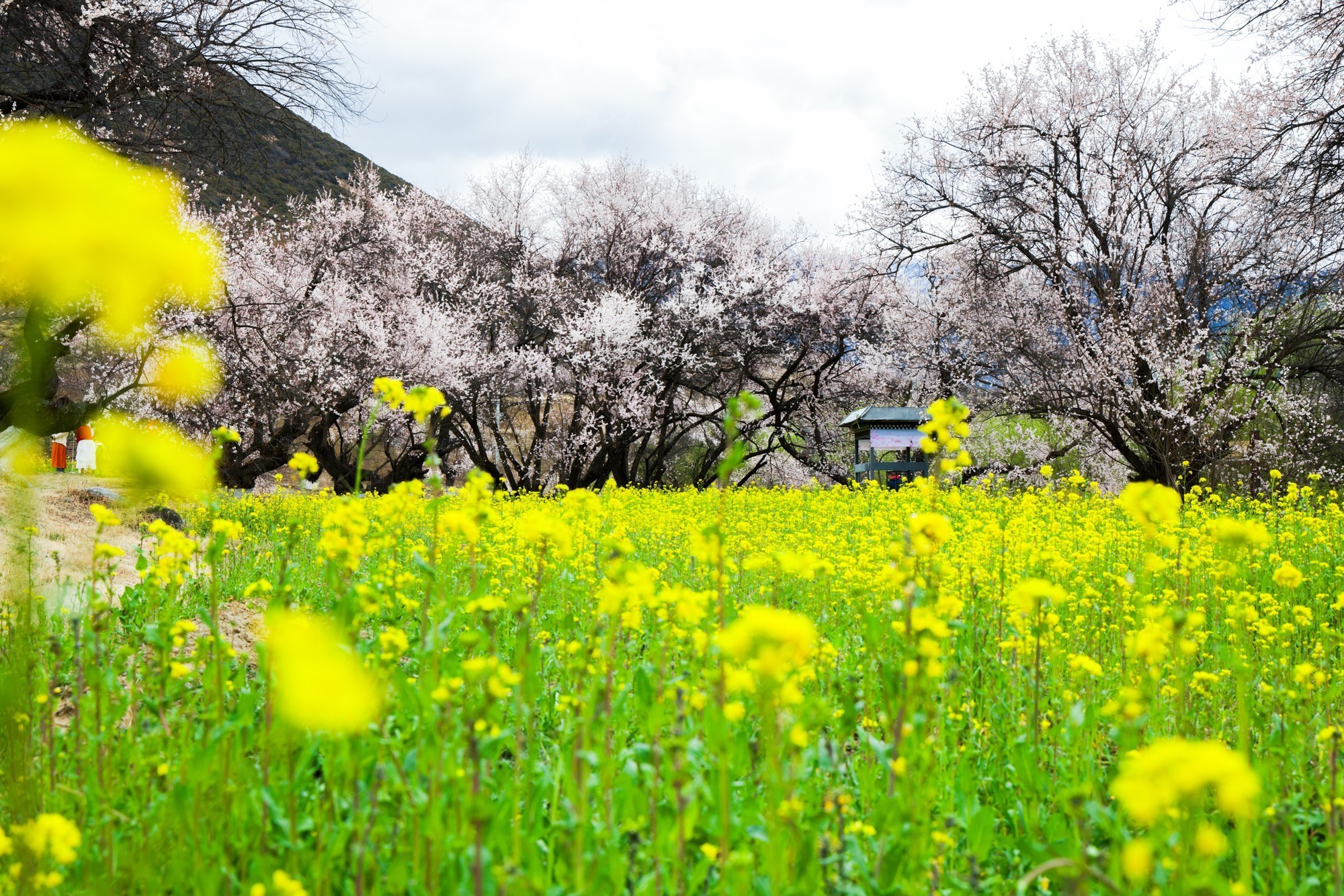 EOS 星空桃花节 用佳能EOS R5 II定格林芝雪山花海的极致风景