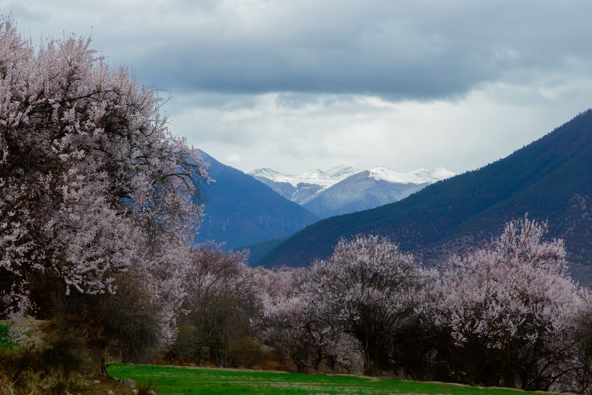 EOS 星空桃花节 用佳能EOS R5 II定格林芝雪山花海的极致风景