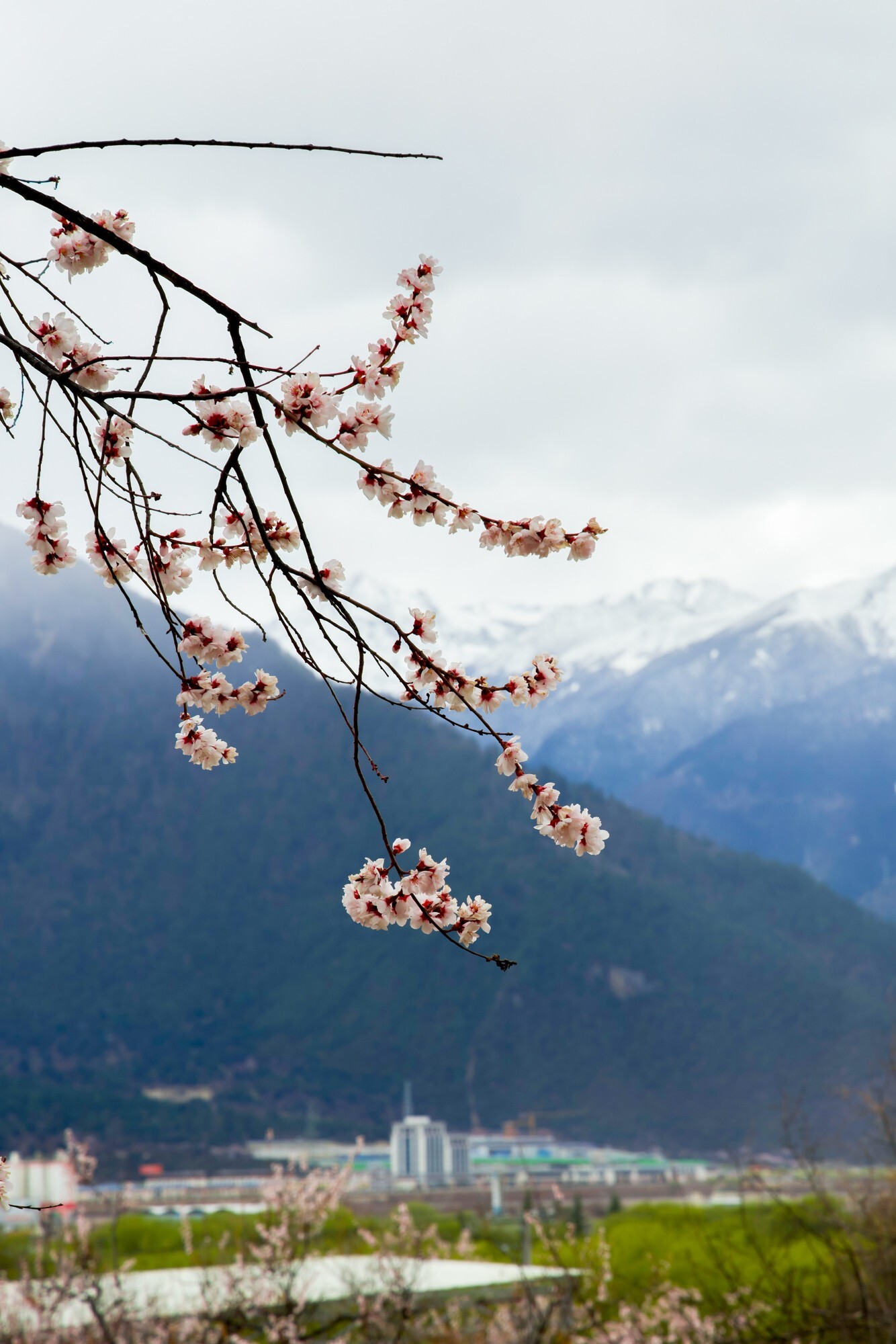 EOS 星空桃花节 用佳能EOS R5 II定格林芝雪山花海的极致风景