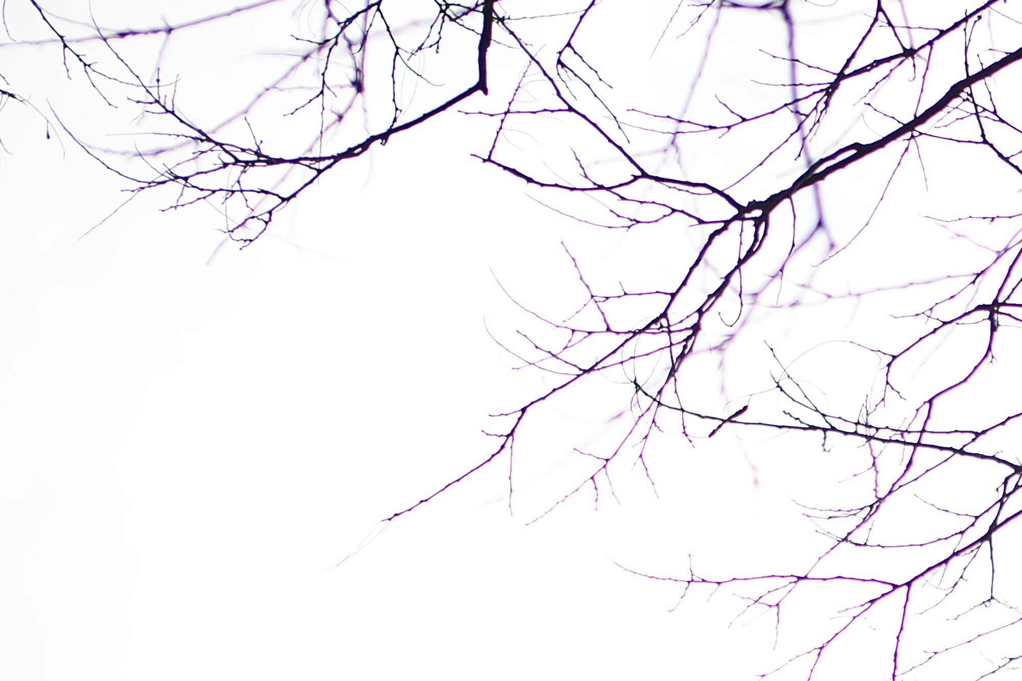 徕卡 Noctilux-M 35mm f/1.2 ASPH. 镜头 100% 放大色散细节