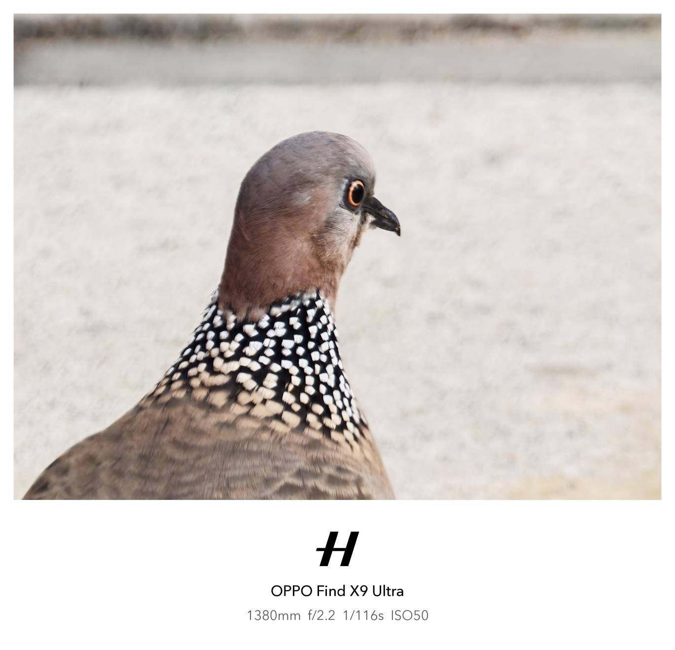 OPPO Find X9 Ultra 300mm长焦镜头实拍