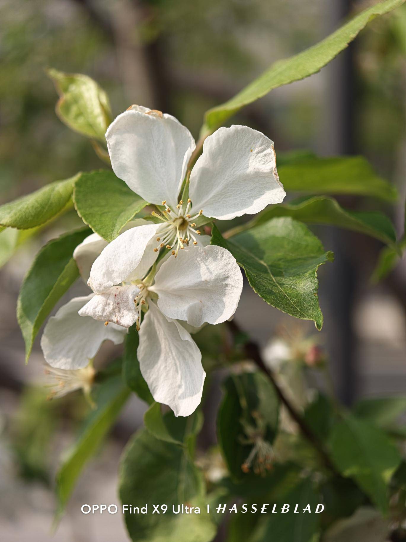 OPPO Find X9 Ultra 2亿像素样张