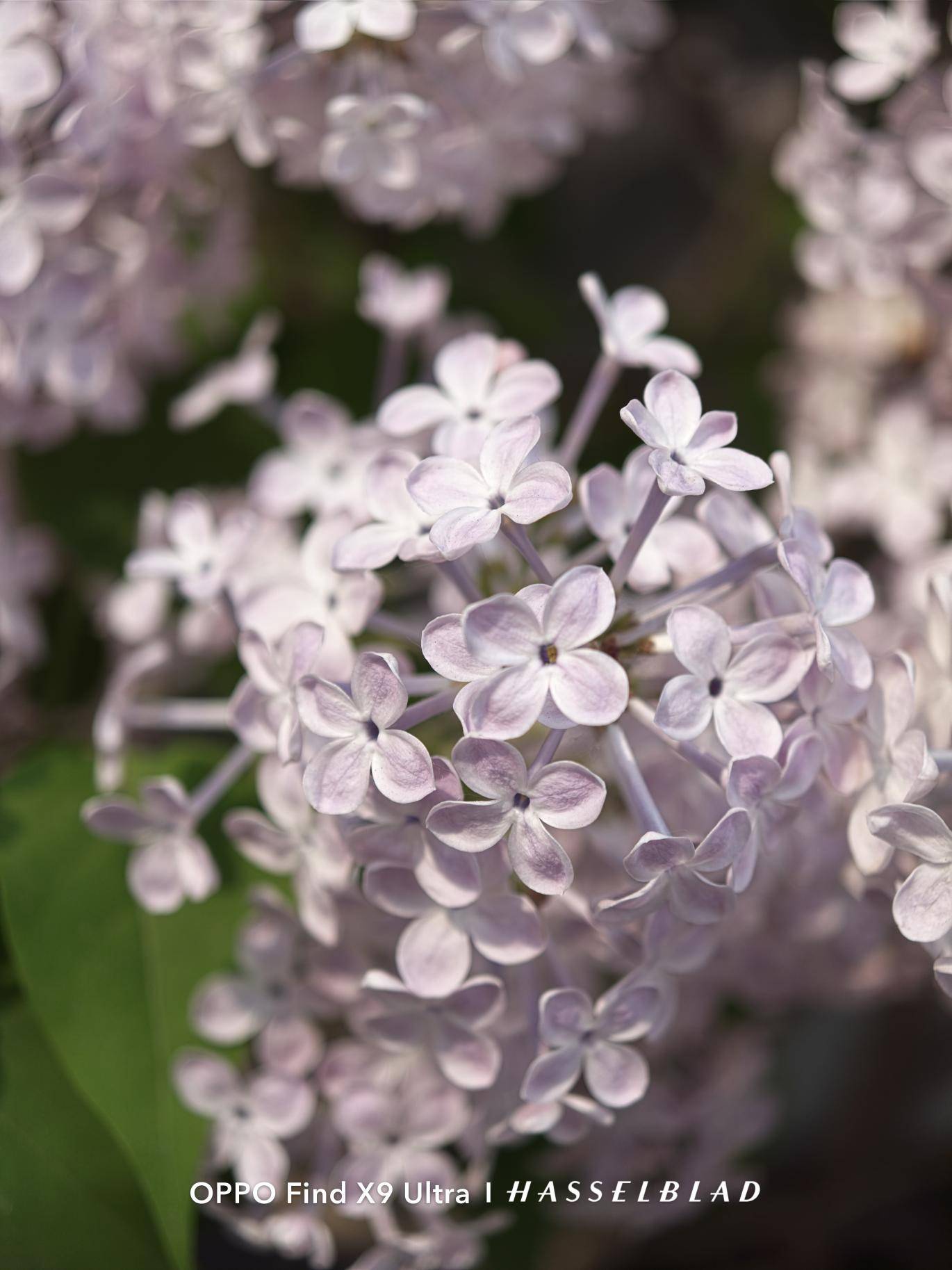 OPPO Find X9 Ultra 2亿像素样张