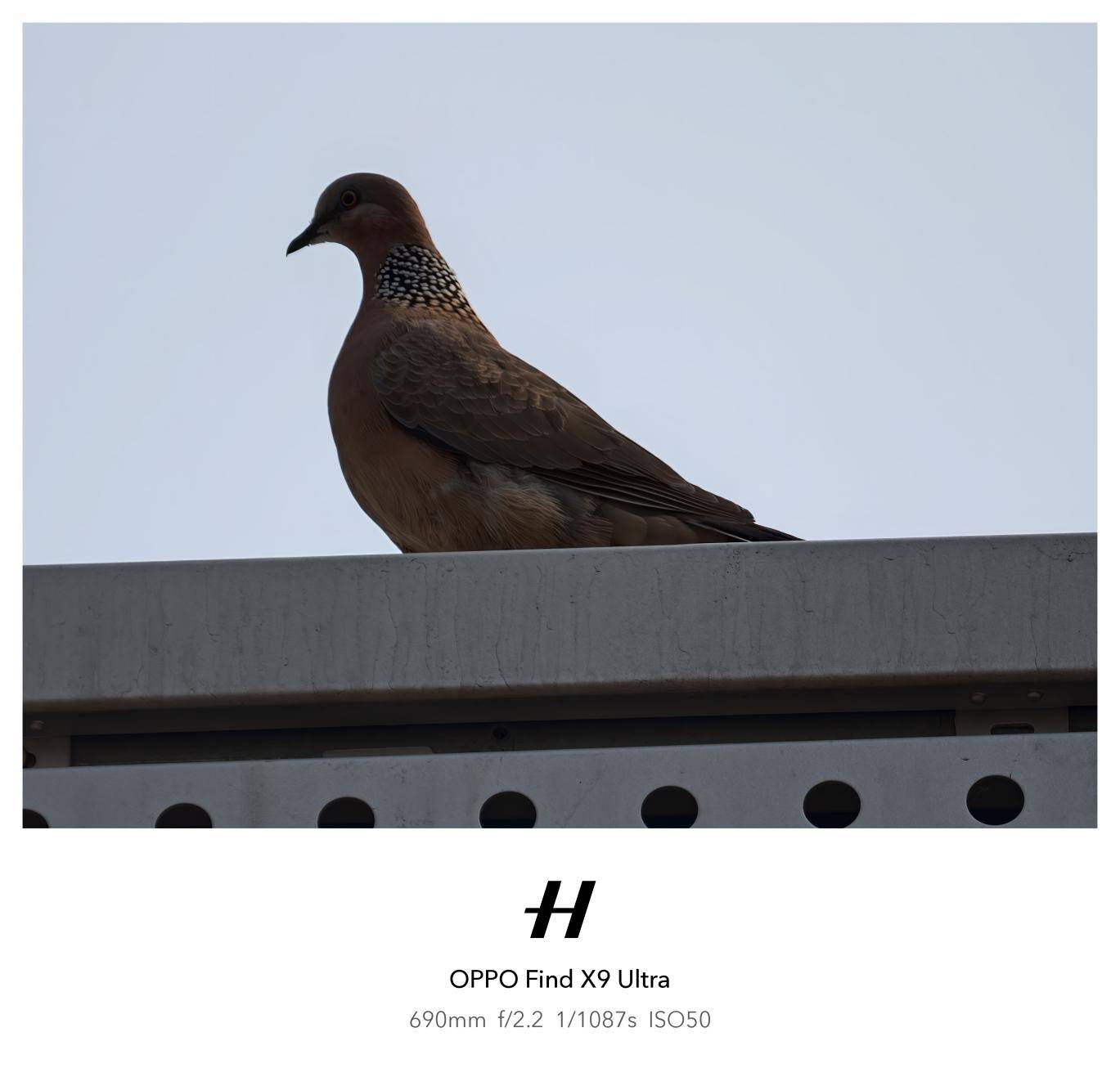 OPPO Find X9 Ultra 增距镜 Ultra 拍摄样张